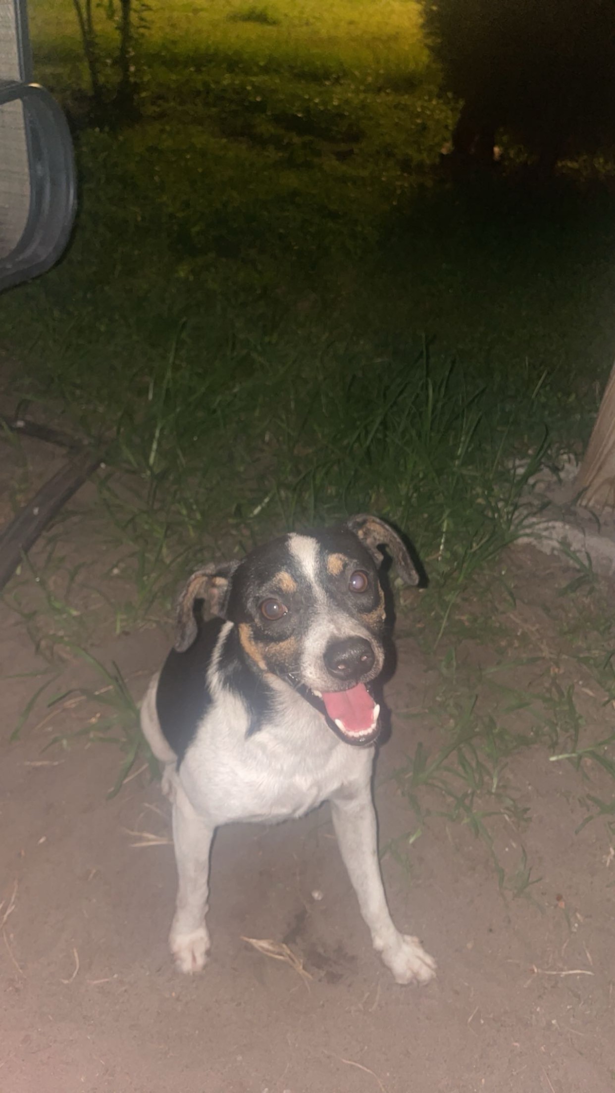 Lost Dog: Spotted, Tail-less in Plant City