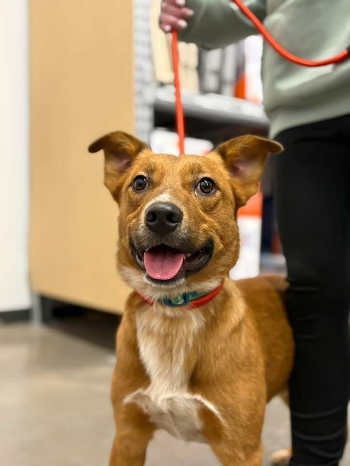 Lost Dog on 112th St NW, Zimmerman