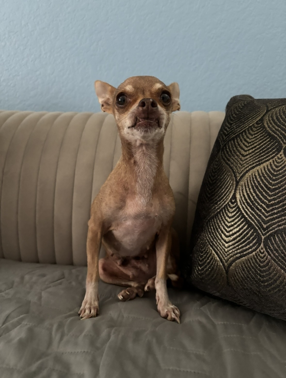 Lost Senior Chihuahua in San Antonio 78227