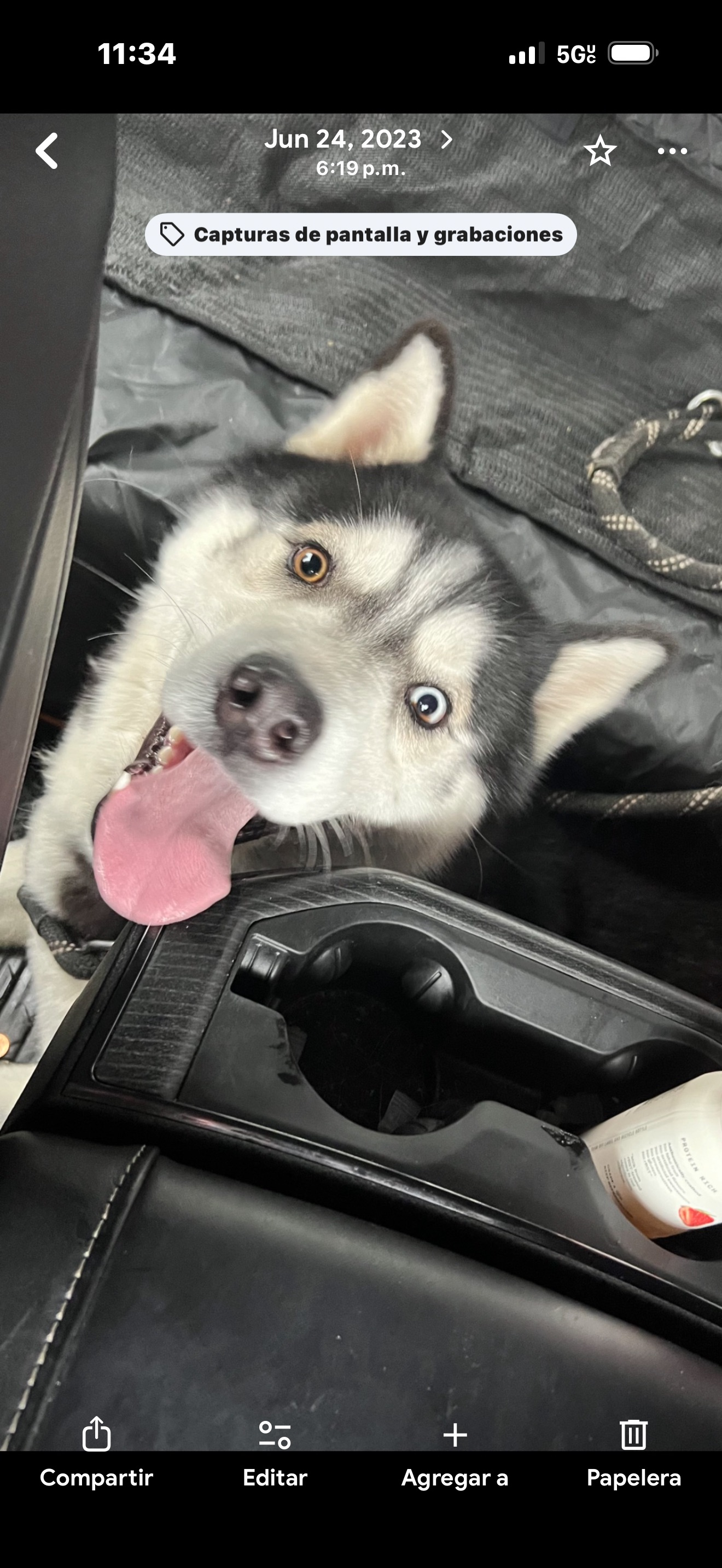 Lost: Black & White Dog, Louisville