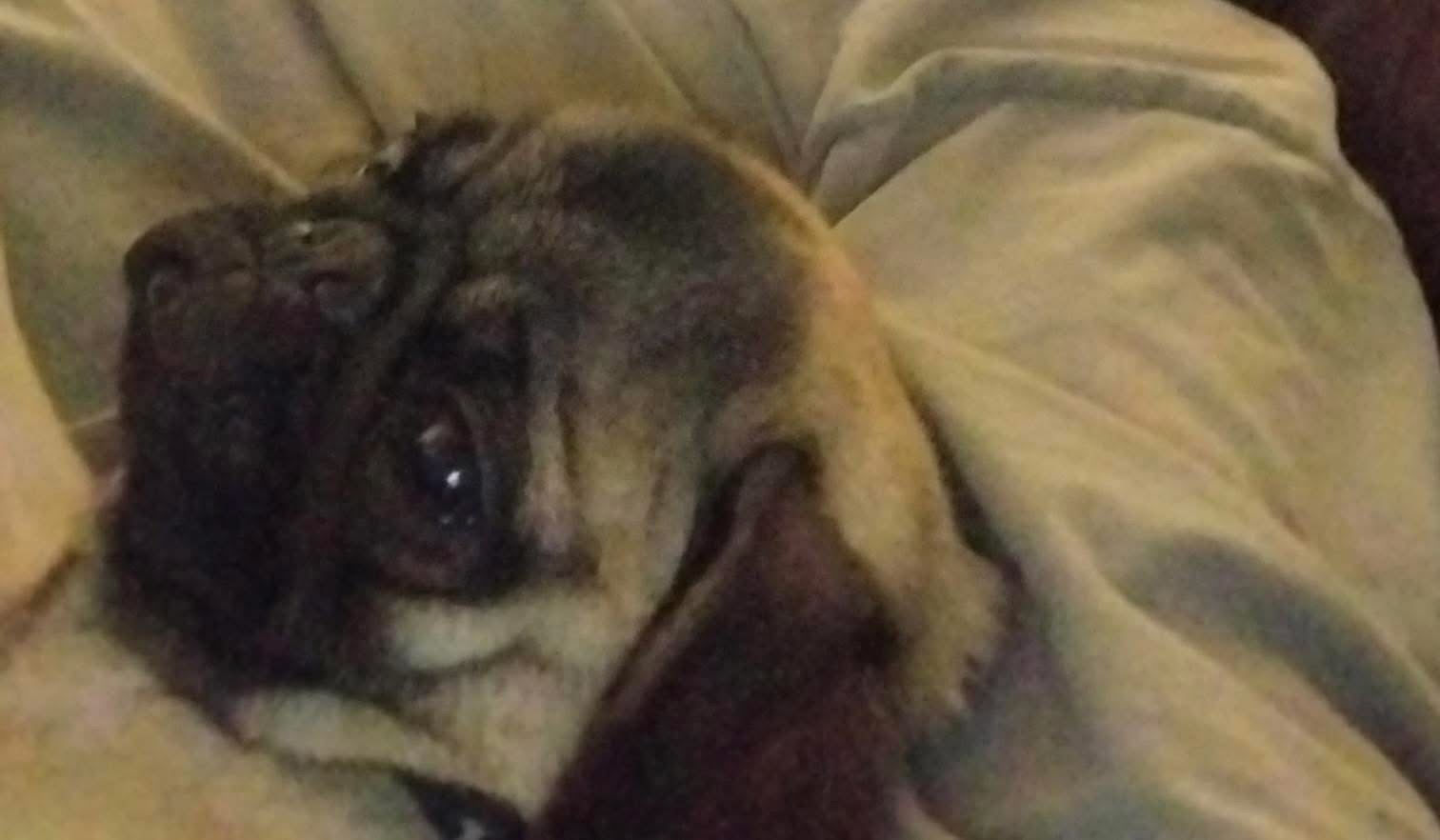 Lost Pug Near Gore Springs, MS