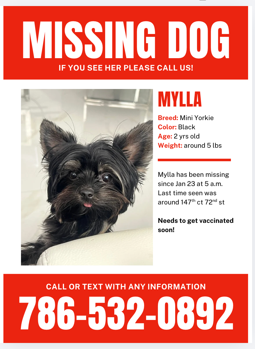 Lost MiniYorkie: Black/Brown, Needs Vaccines