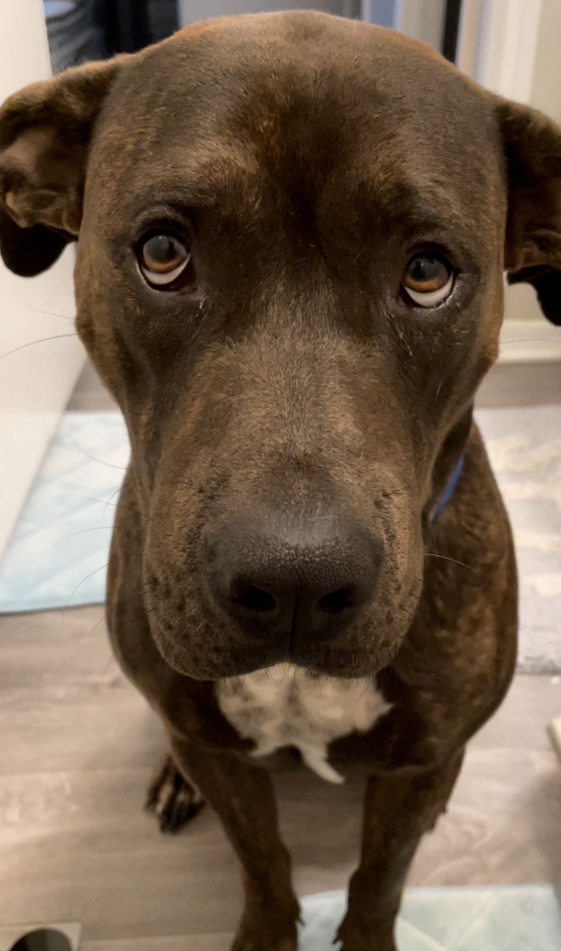 Help Reunite Zeus with His Owner