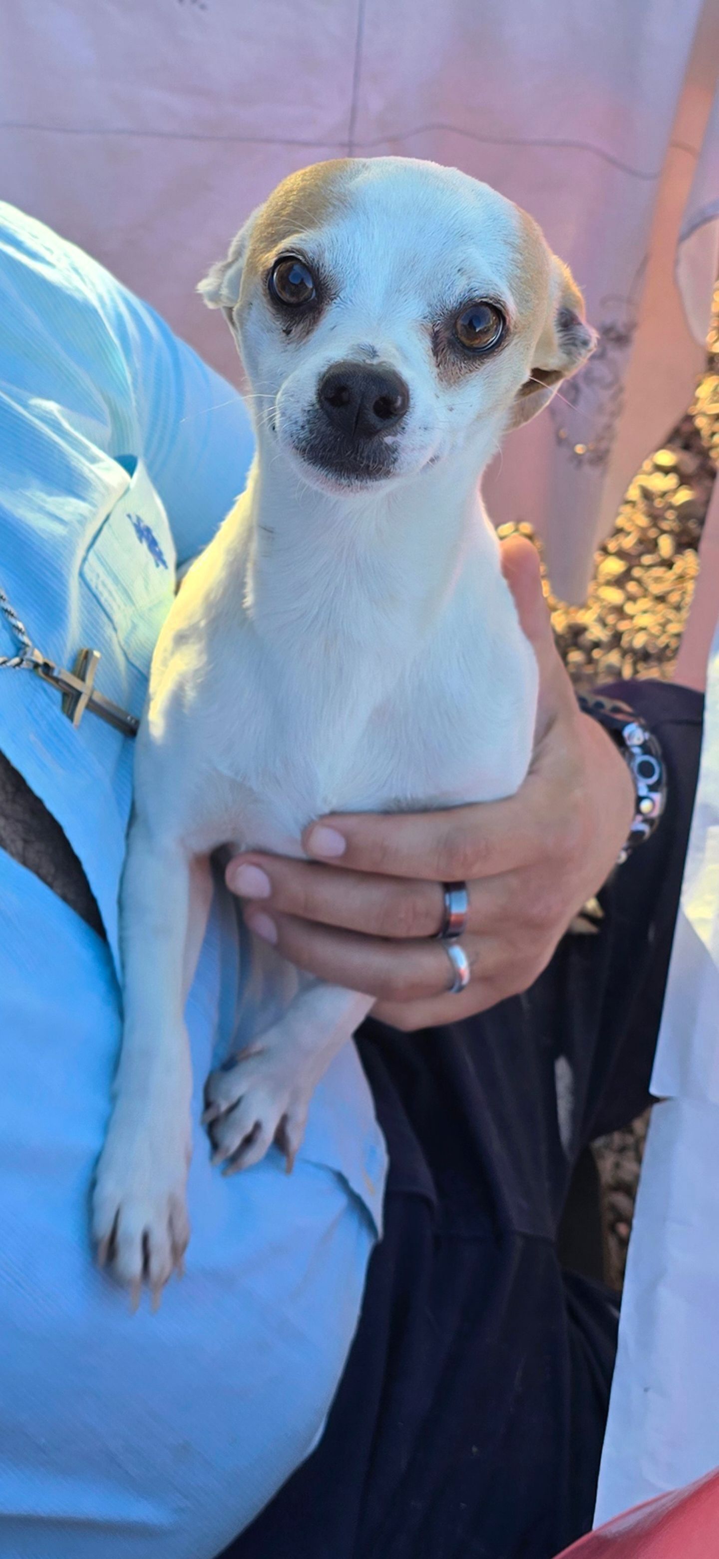 Lost Dog: Blind, Shaky, Black Nose, Tucson