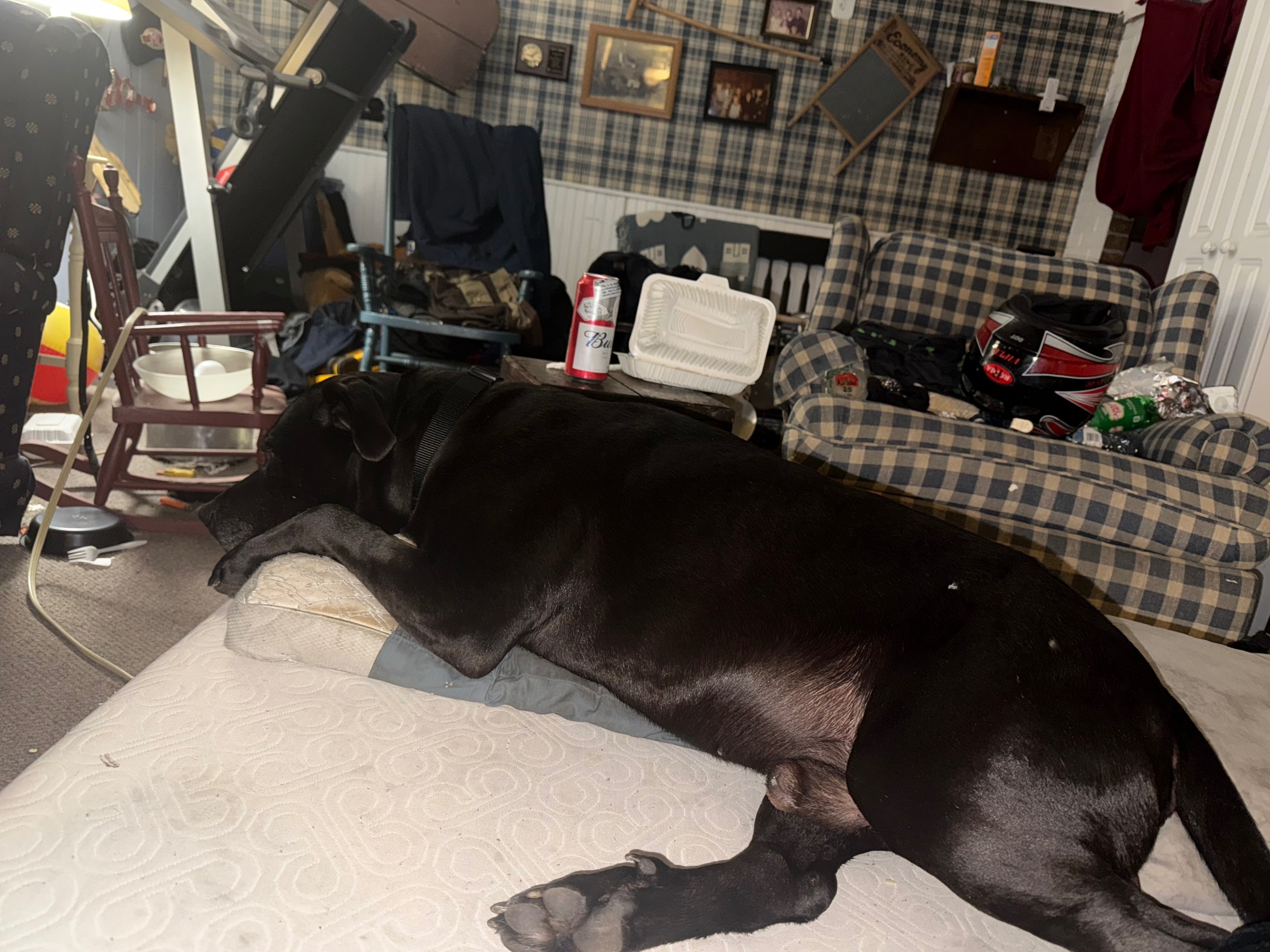 Lost Dog: Black with White Chest Dot in London