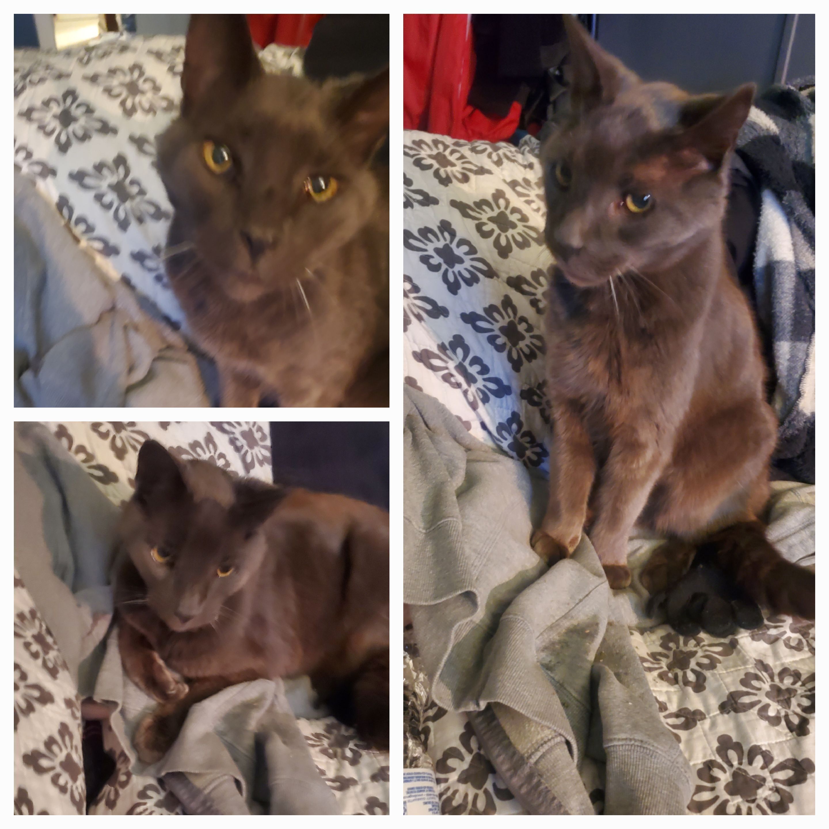Lost Cat: Exotic Grayish-Brown Stray