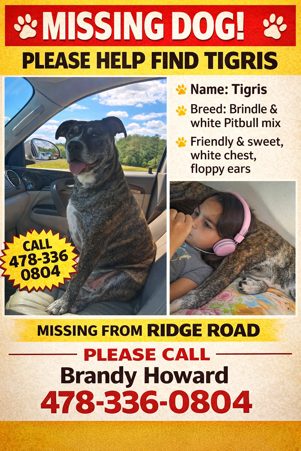 Lost Brindle Pit/Boxer: Loves Kids!