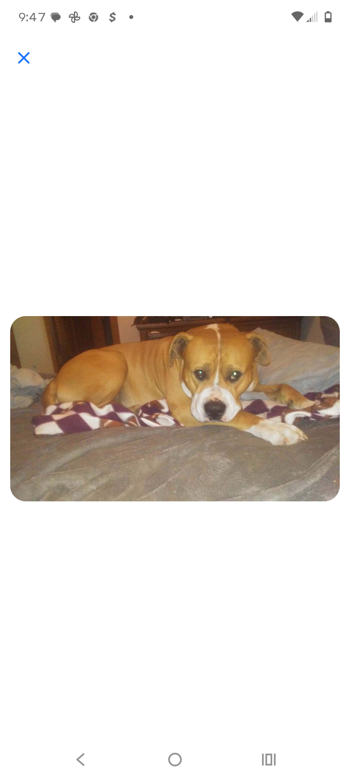 Reward for Lost Dog in Danville, KS