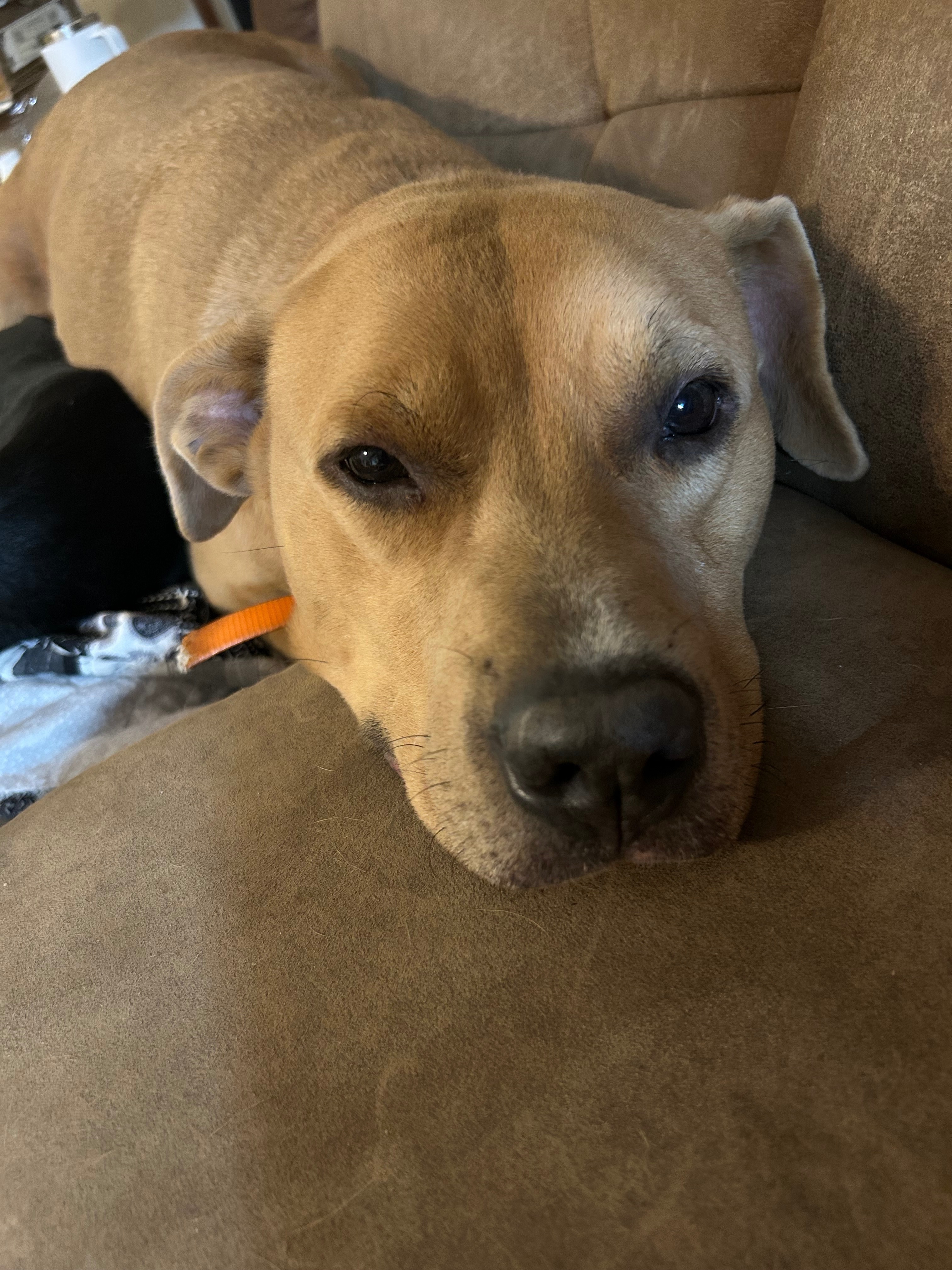 Lost Sweet Tan Dog in Sheridan Area