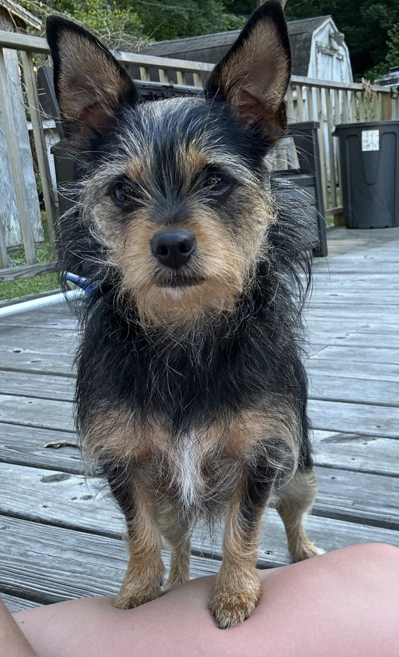 Lost Chorkie: Friendly & Small in Salt Rock