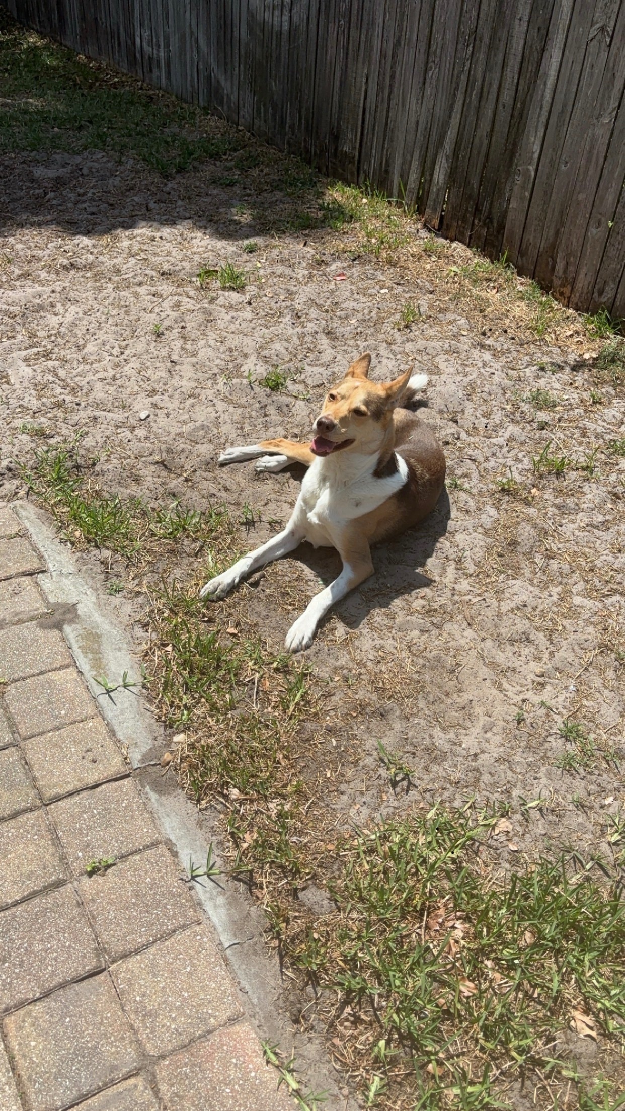 Lost Dog on East Lauren Court, Casselberry