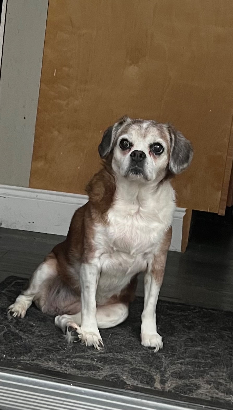 Lost 16-Year-Old Dog on Posey Drive