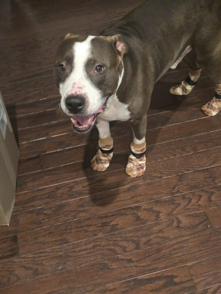 Lost Dog in Hartwood: Red Hoodie Alert