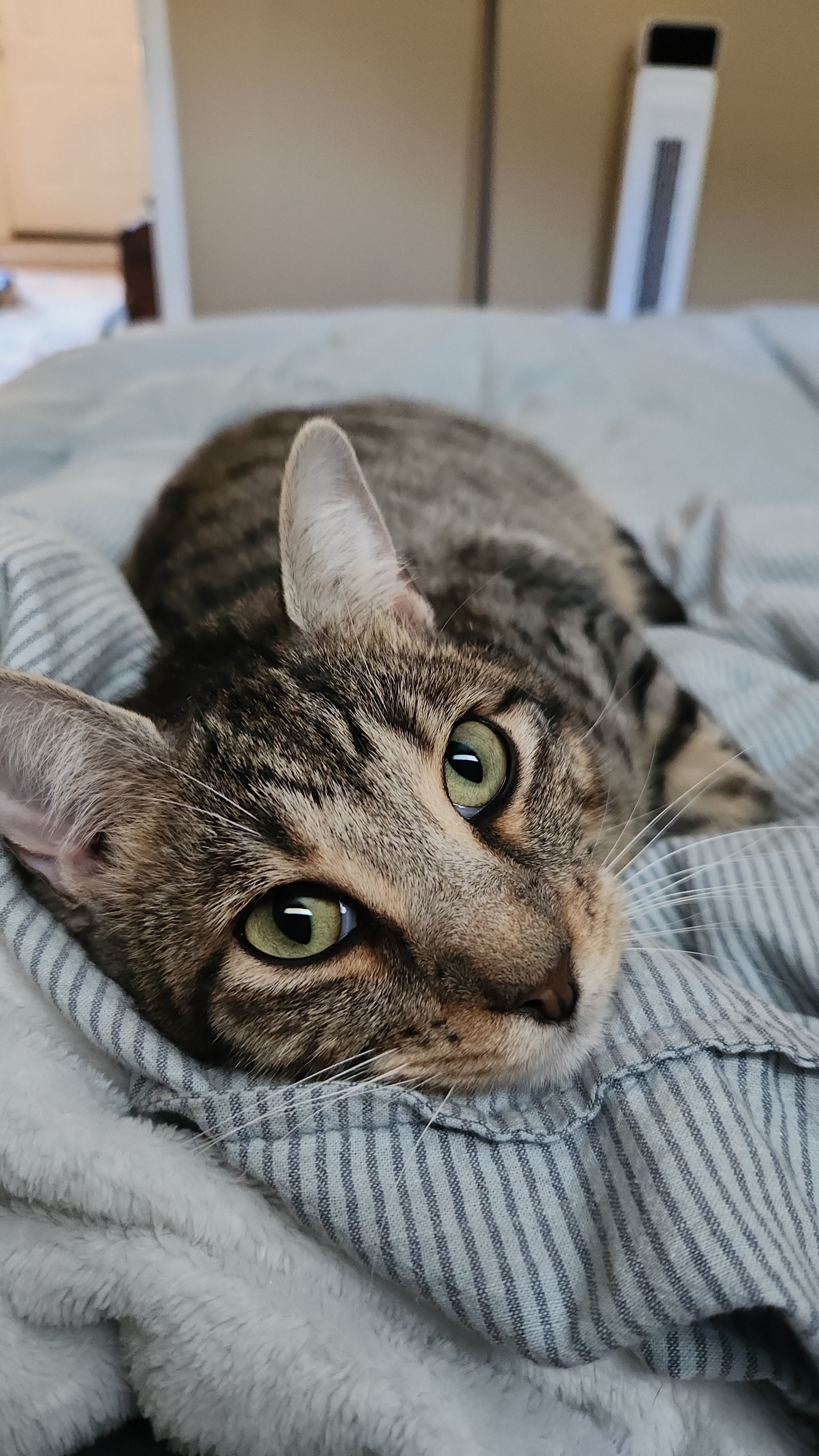Lost Tabby Cat: Gray & Tan, Idaho Springs