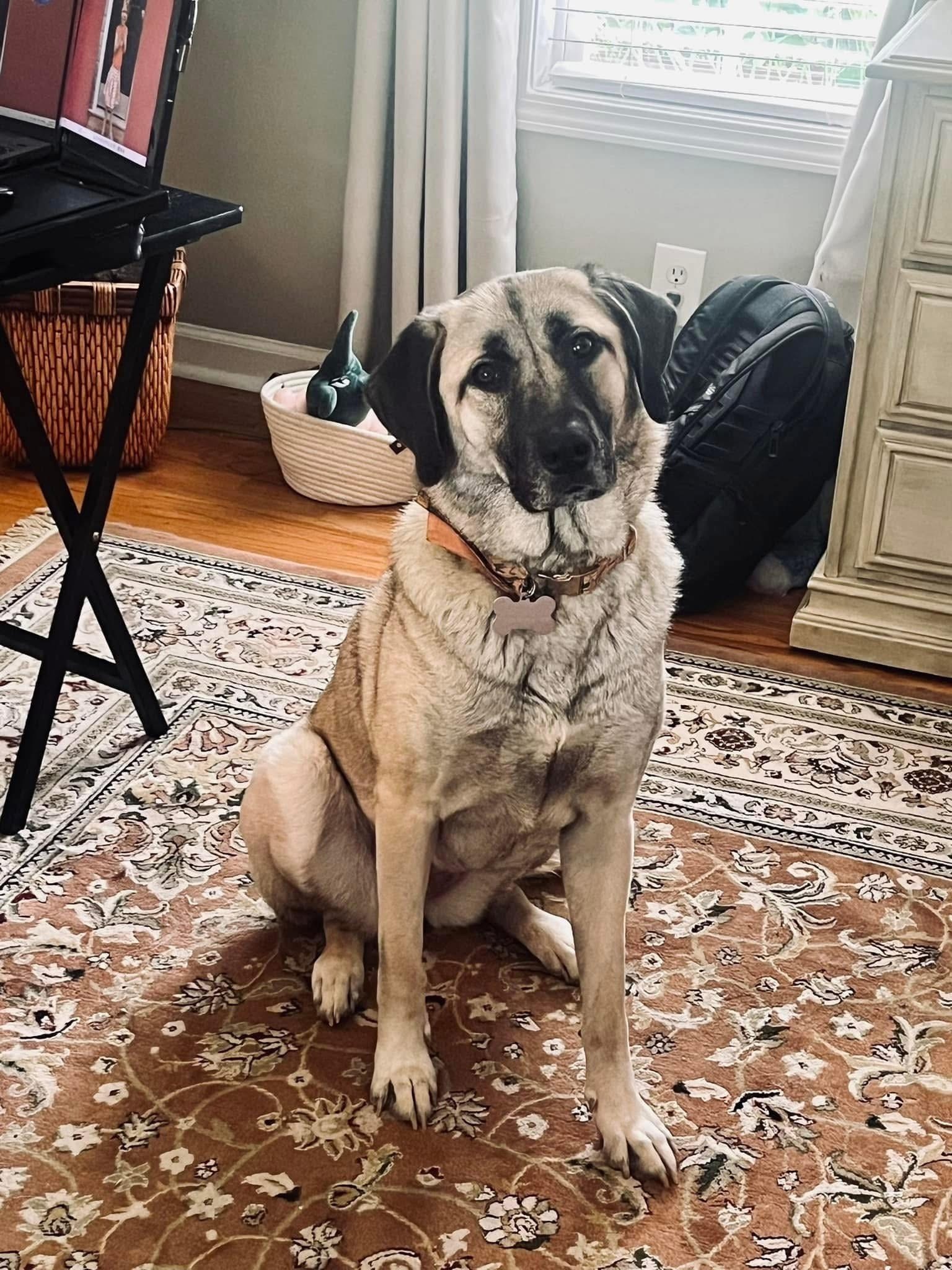 Lost Dog: Tan & Black, 90 lbs - Hiram