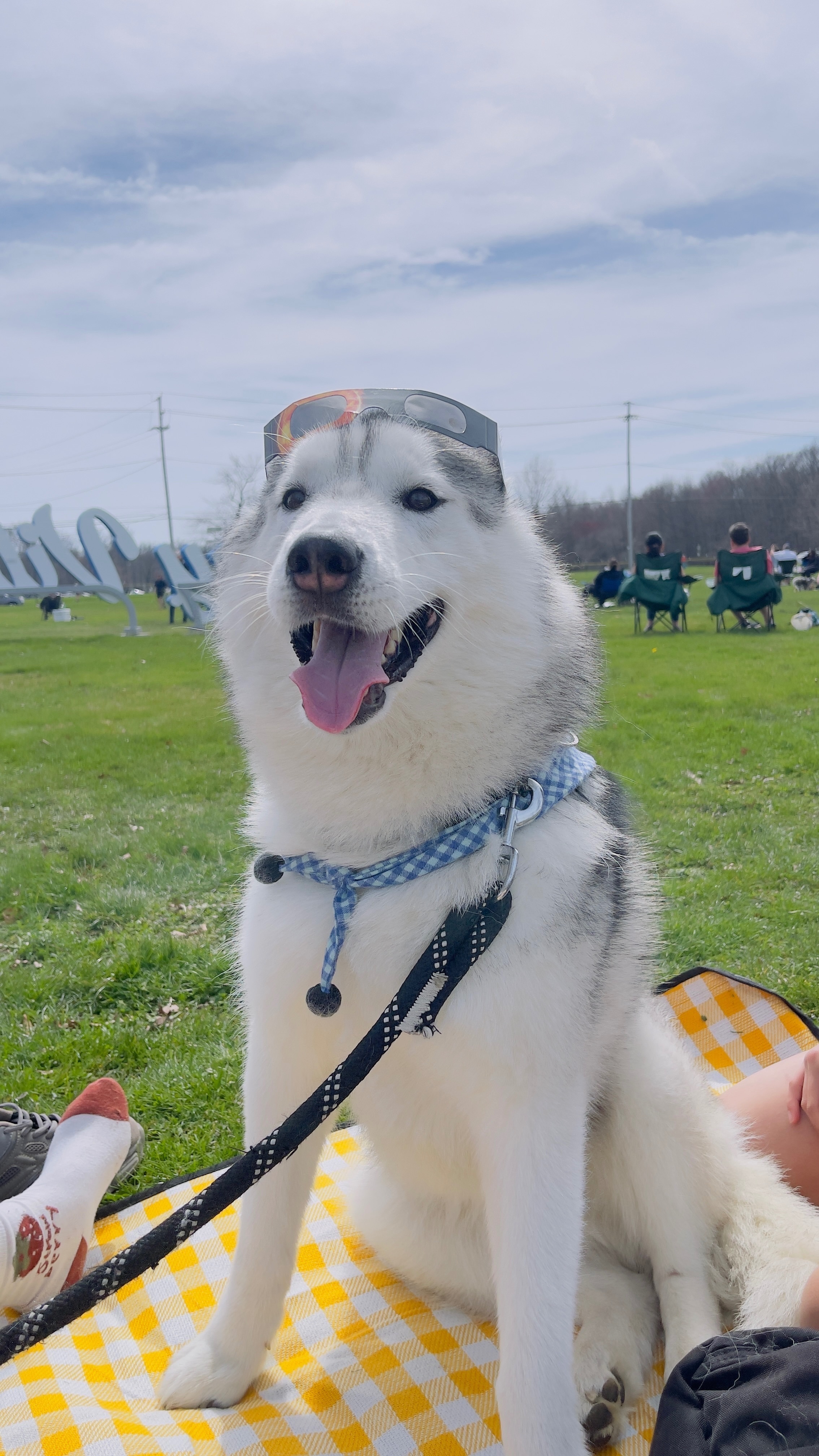 Lost Dog: Friendly Grey & White in Sewickley