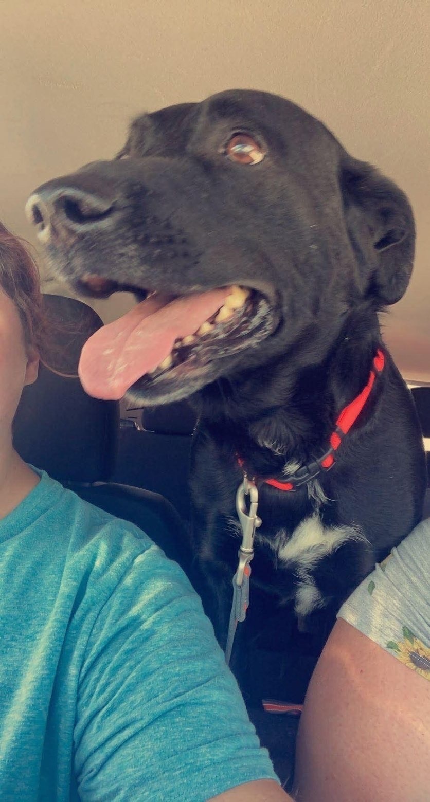 Lost Black Lab Mix in Palo, Iowa