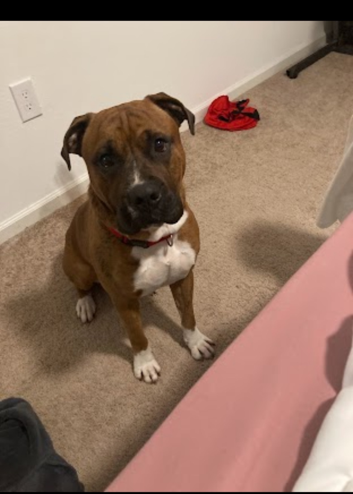 Lost Friendly Dog: San Roman Road