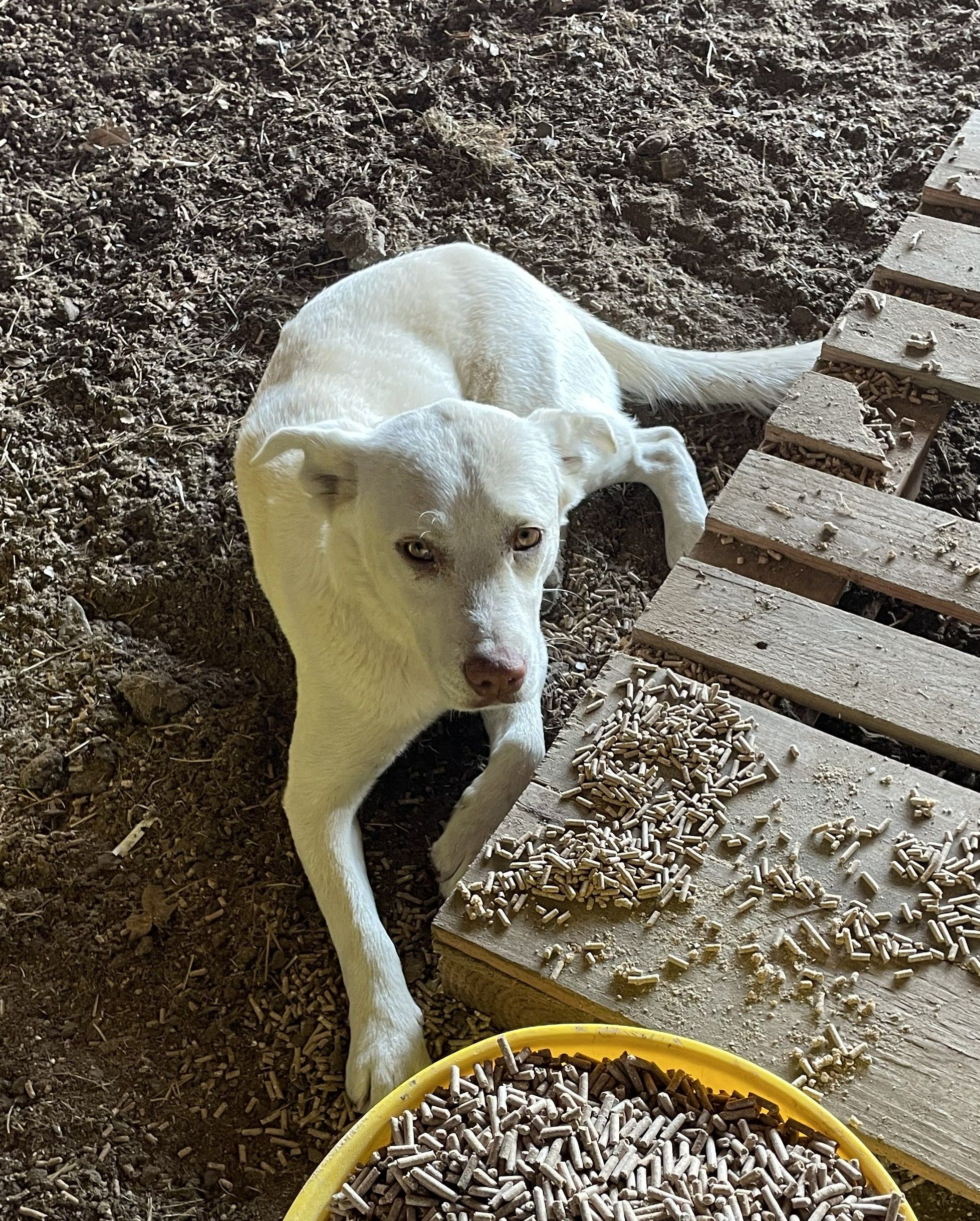 Lost: White Dog, Amber Eyes, Little Rock