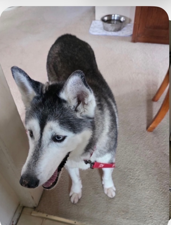 Lost Husky: Help Find Zuzu in LA!