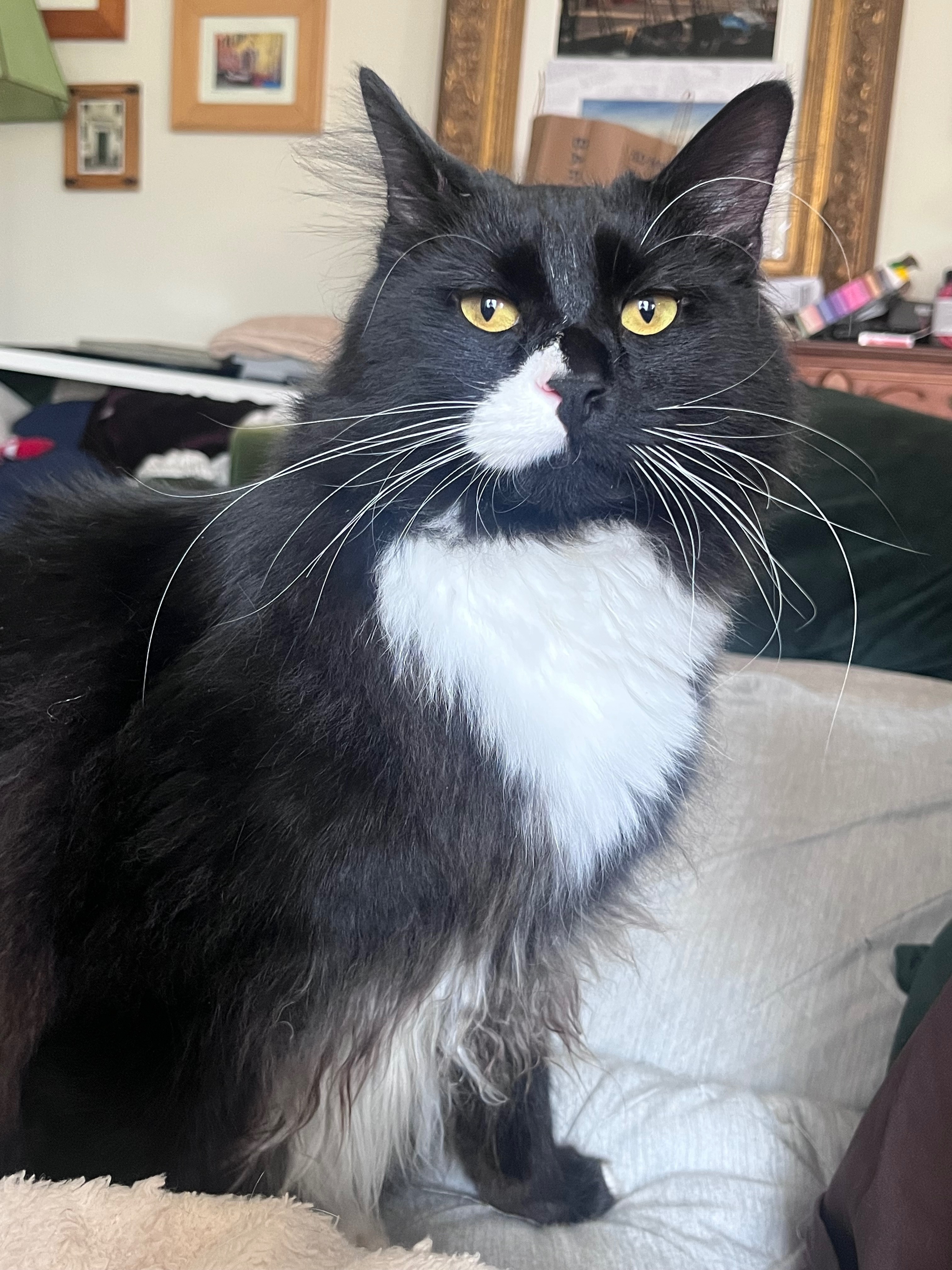 Lost: Big Black & White Cat in...