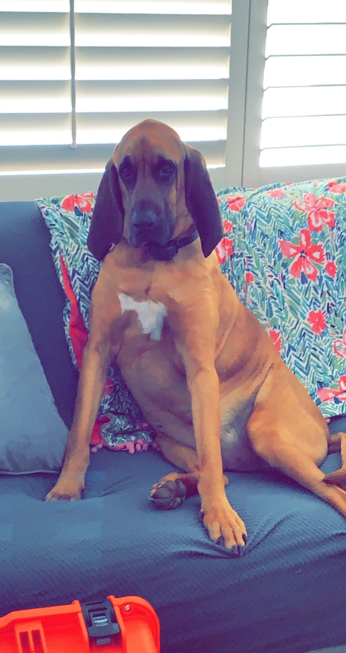 Lost Dogs: Tank & Butkus Missing in Snow