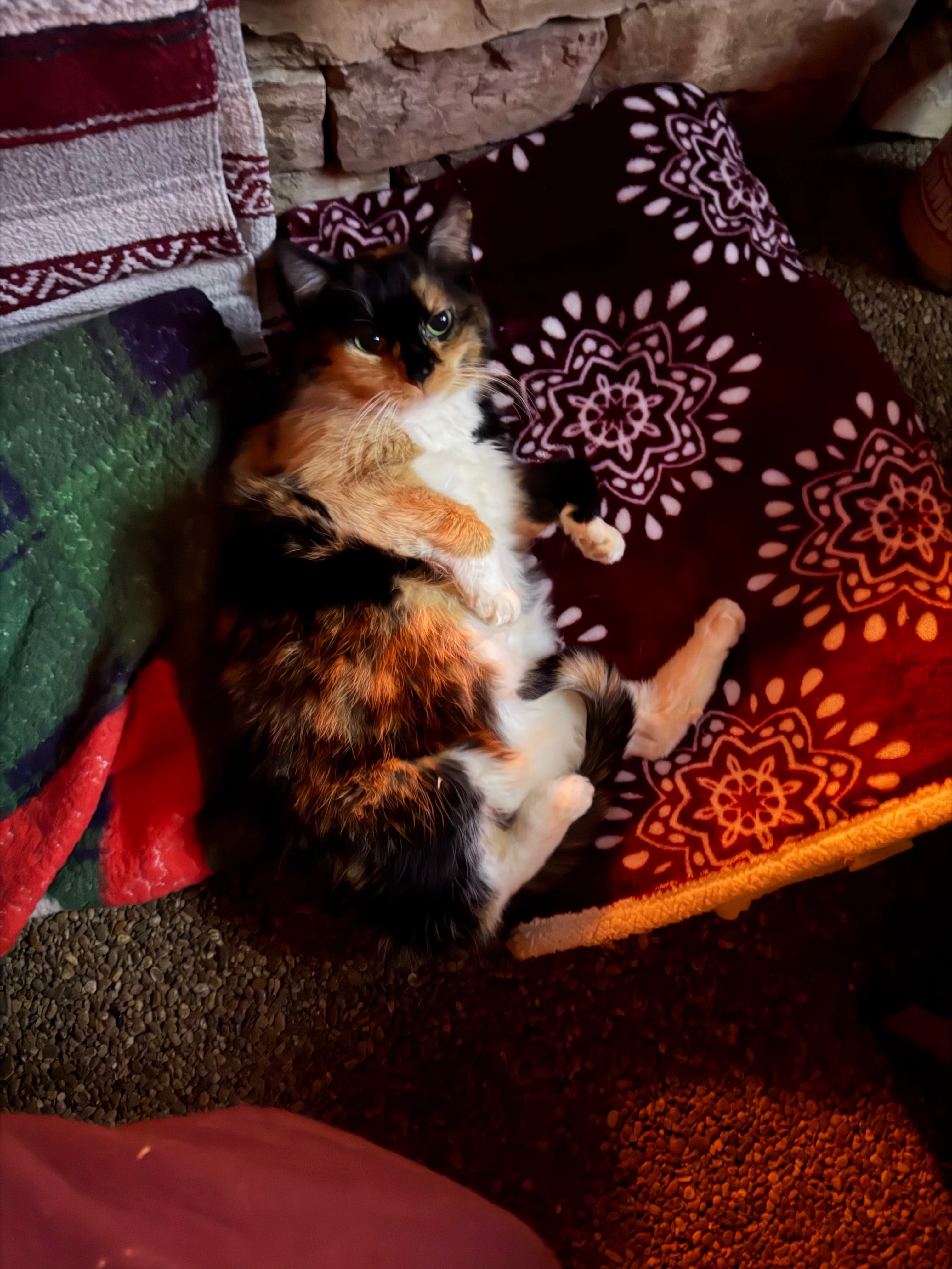 Lost Calico Cat: Chipped Ear i...