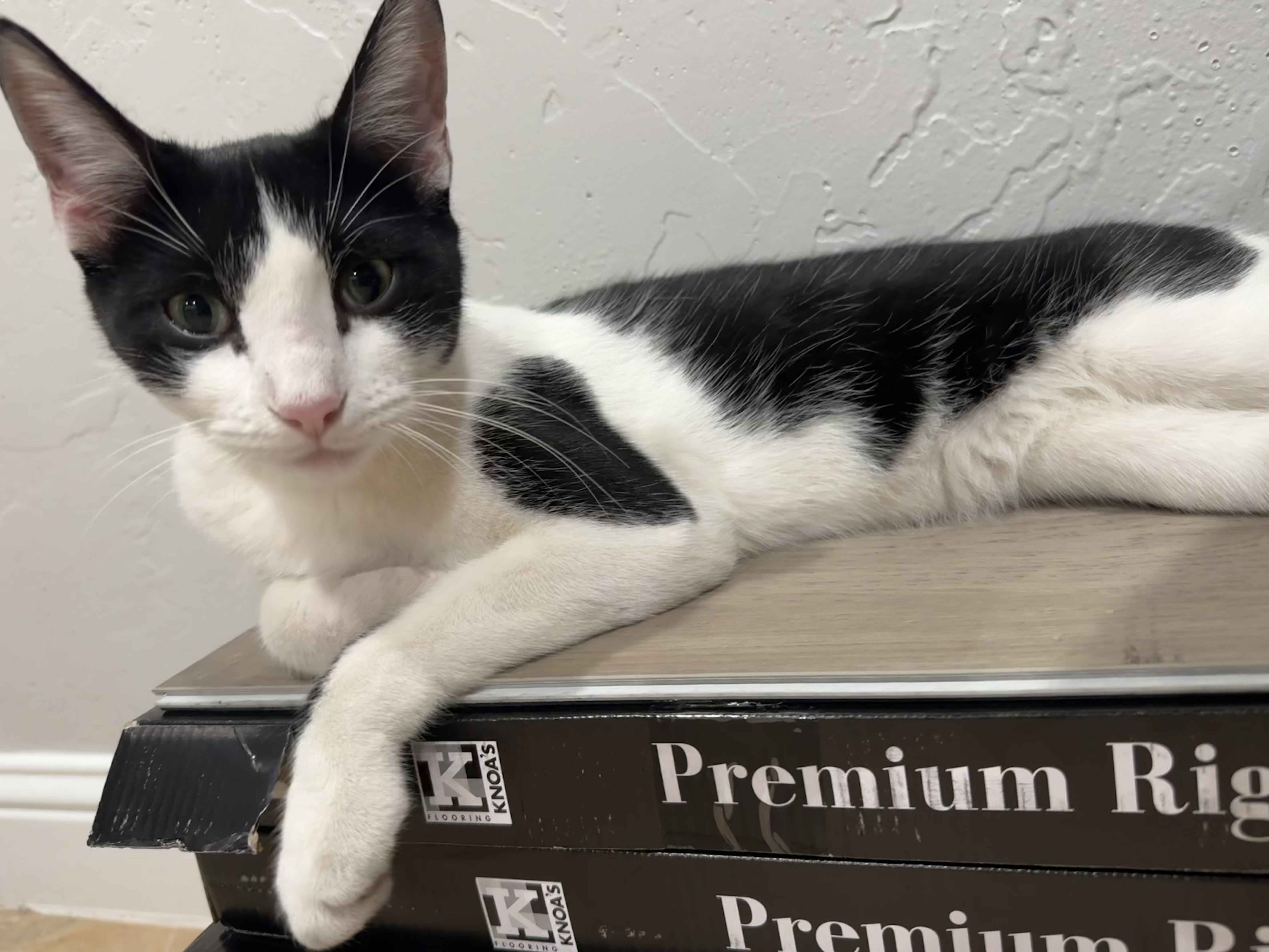 Lost Cat Gatito: Unique Markin...