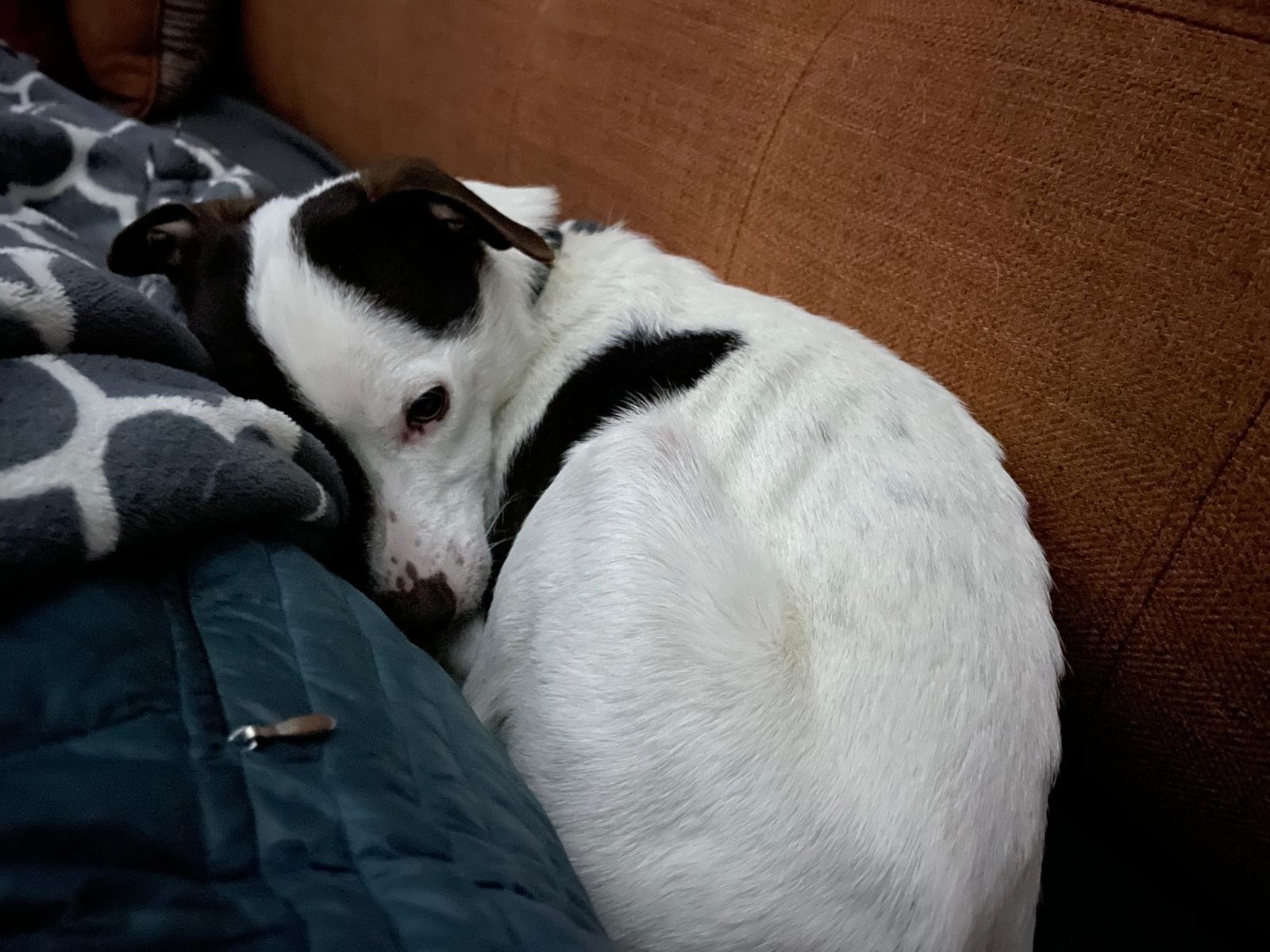 Lost Dog: Mango, White/Brown, 14lbs, Glendale