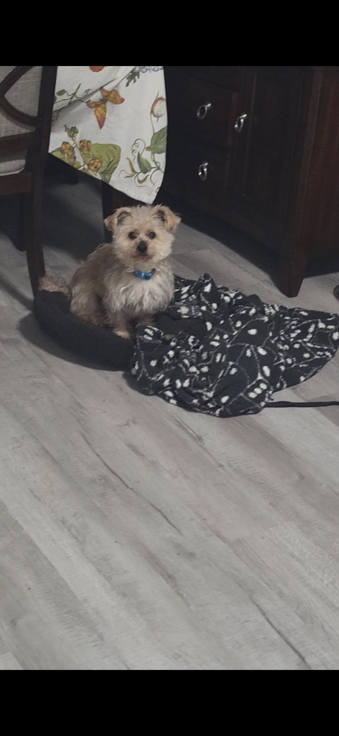Lost Blonde Dog: 144th Dr, Brown Eyes