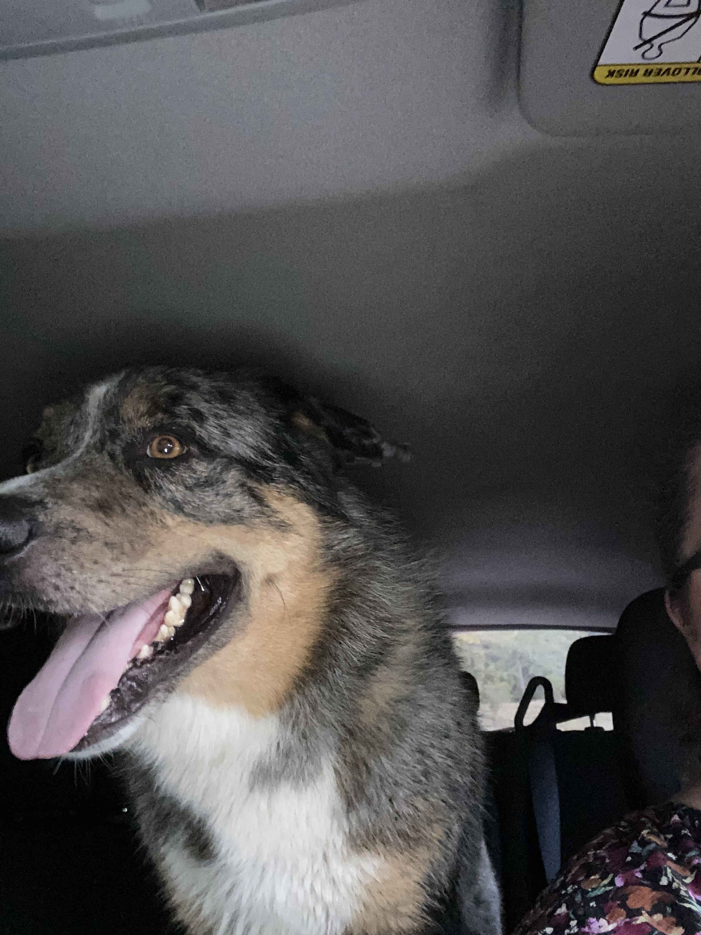 Lost Cattle Dog: Gray/Brown, Whiteaker Rd