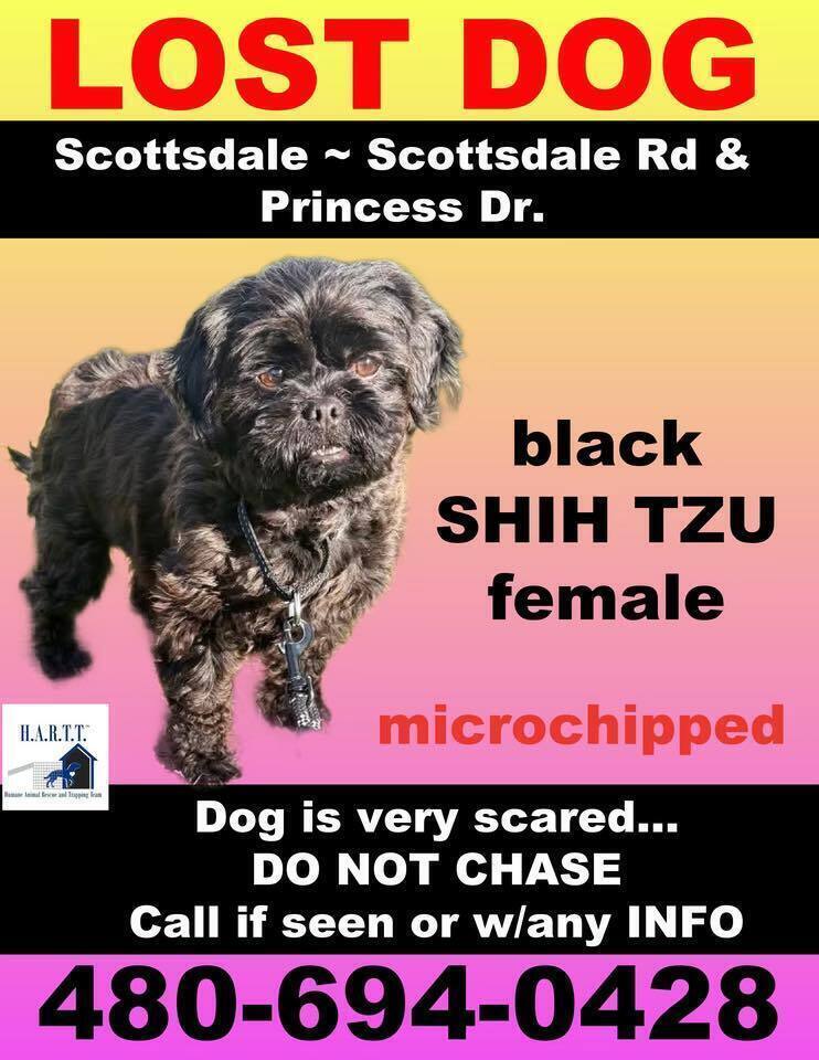 Lost Dog: Jade Missing in Scottsdale