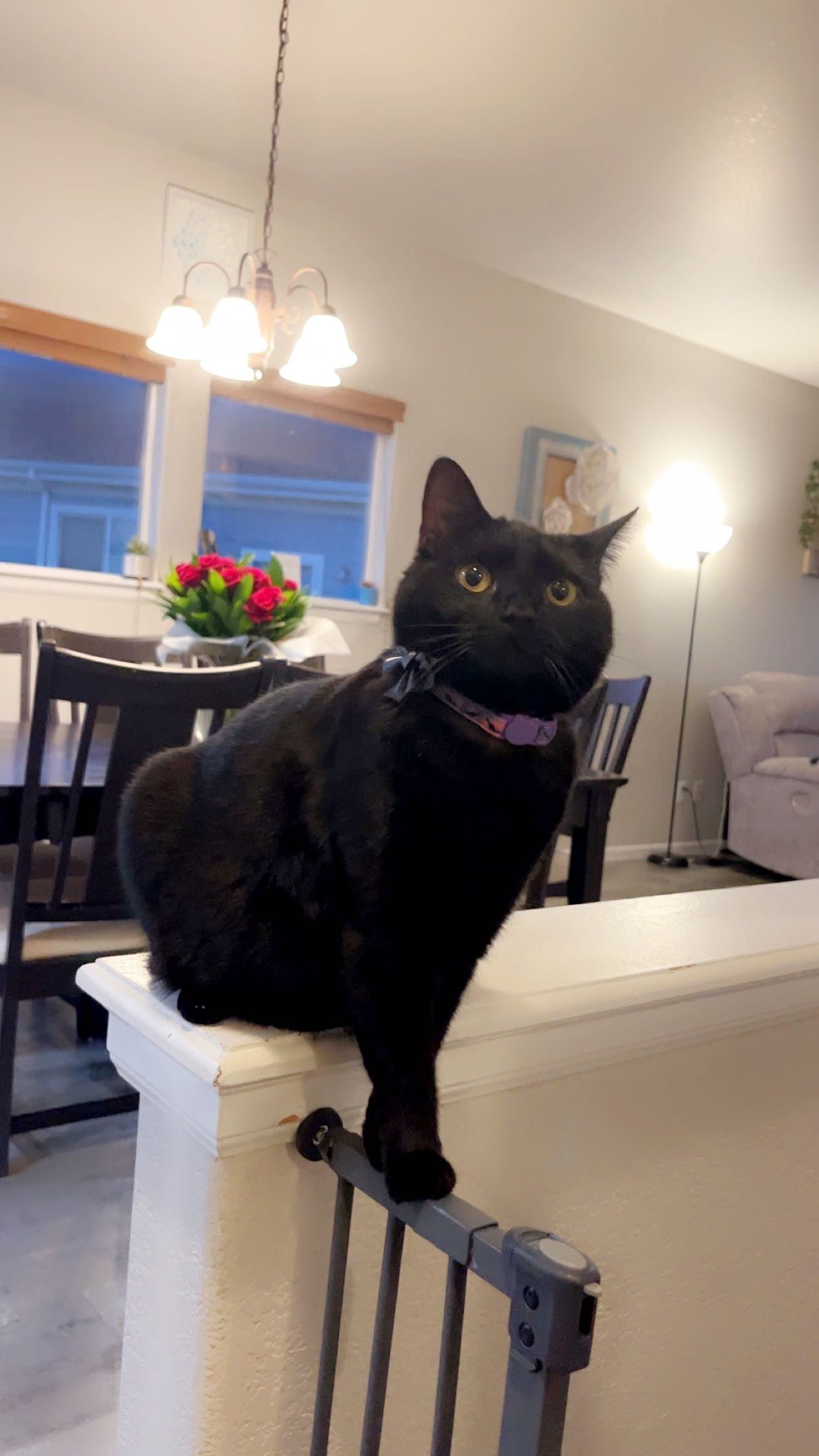 Lost Black Cat: Yellow Eyes, 66th Ave