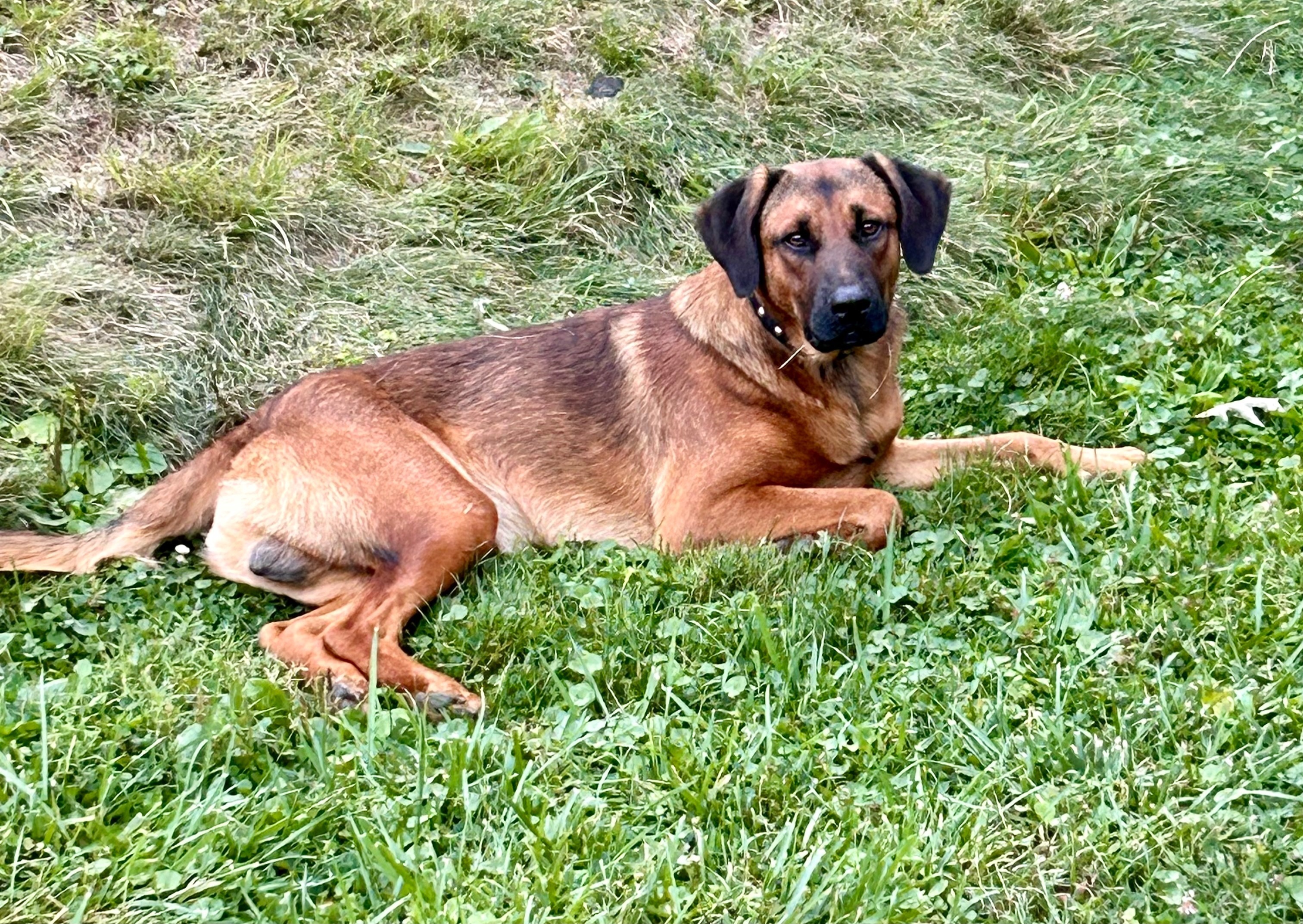 Lost Dog Buddy in Rainelle, WV: Help!