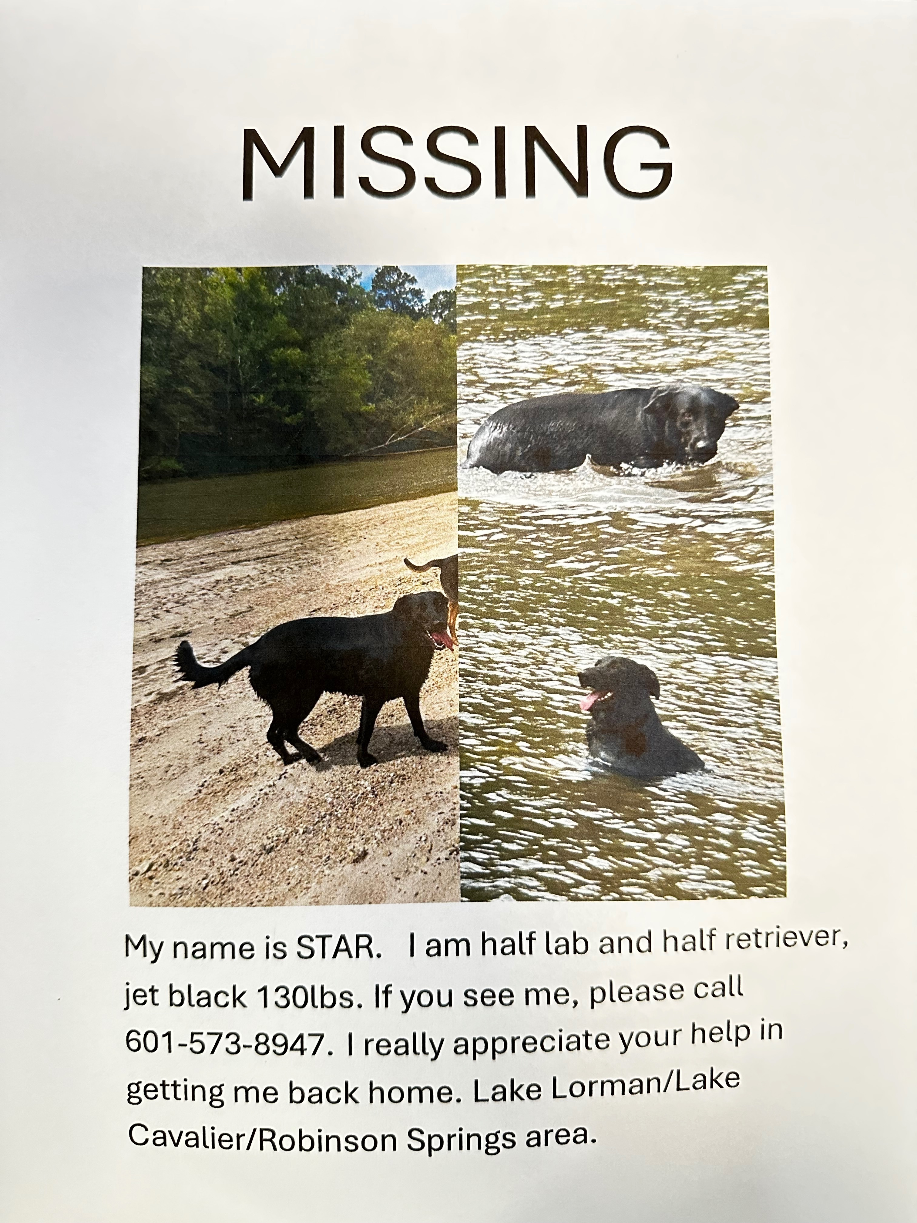 Lost: Jet Black Lab-Retriever, Pink Collar