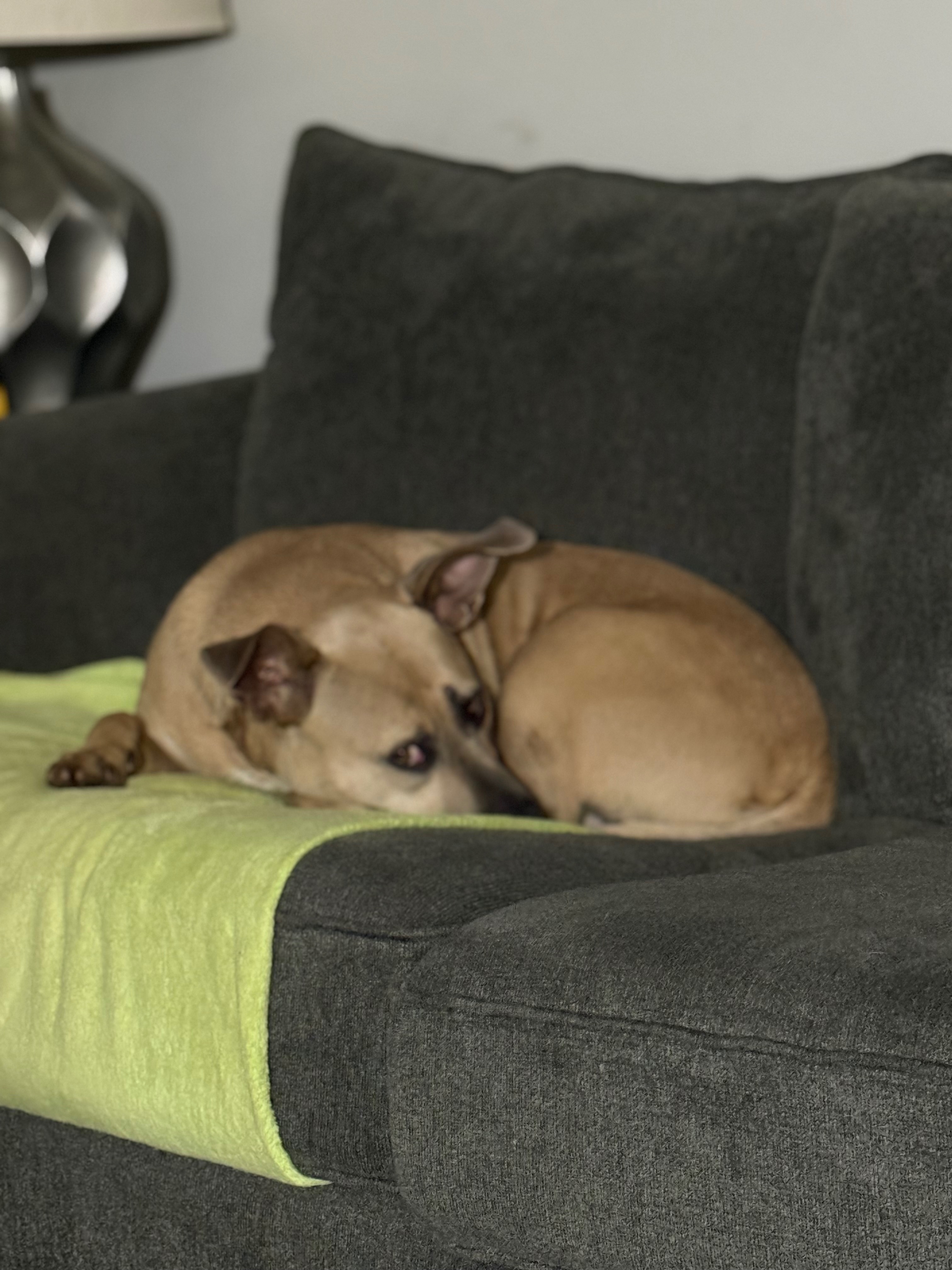 Lost Dog on Castleberry Drive, Buford