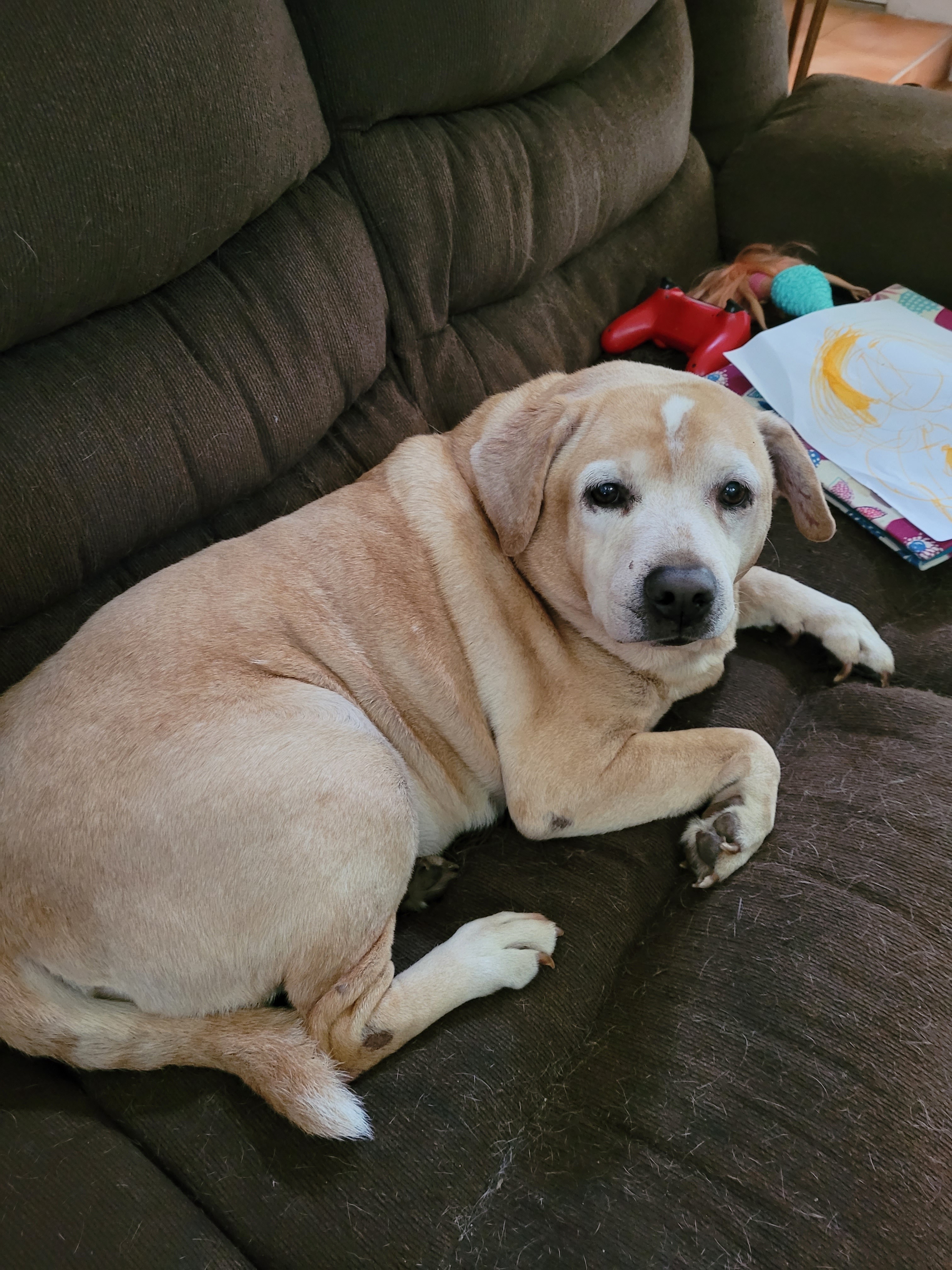 Lost Yellow Dog: Star Forehead, Bumpy Hip