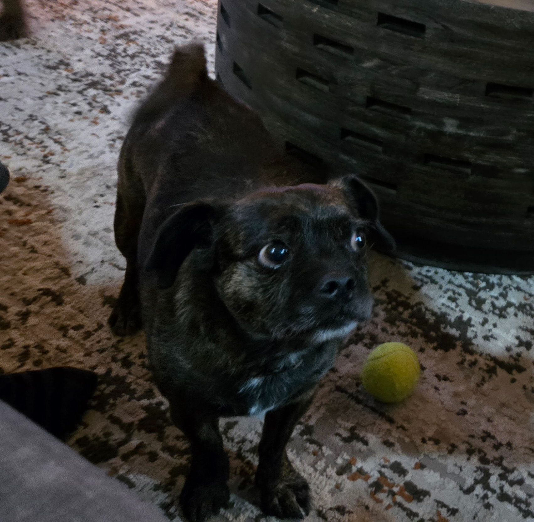 Lost Brindle Pug Mix: 'I'm with Creepy' Sweater on Navarre Parkway