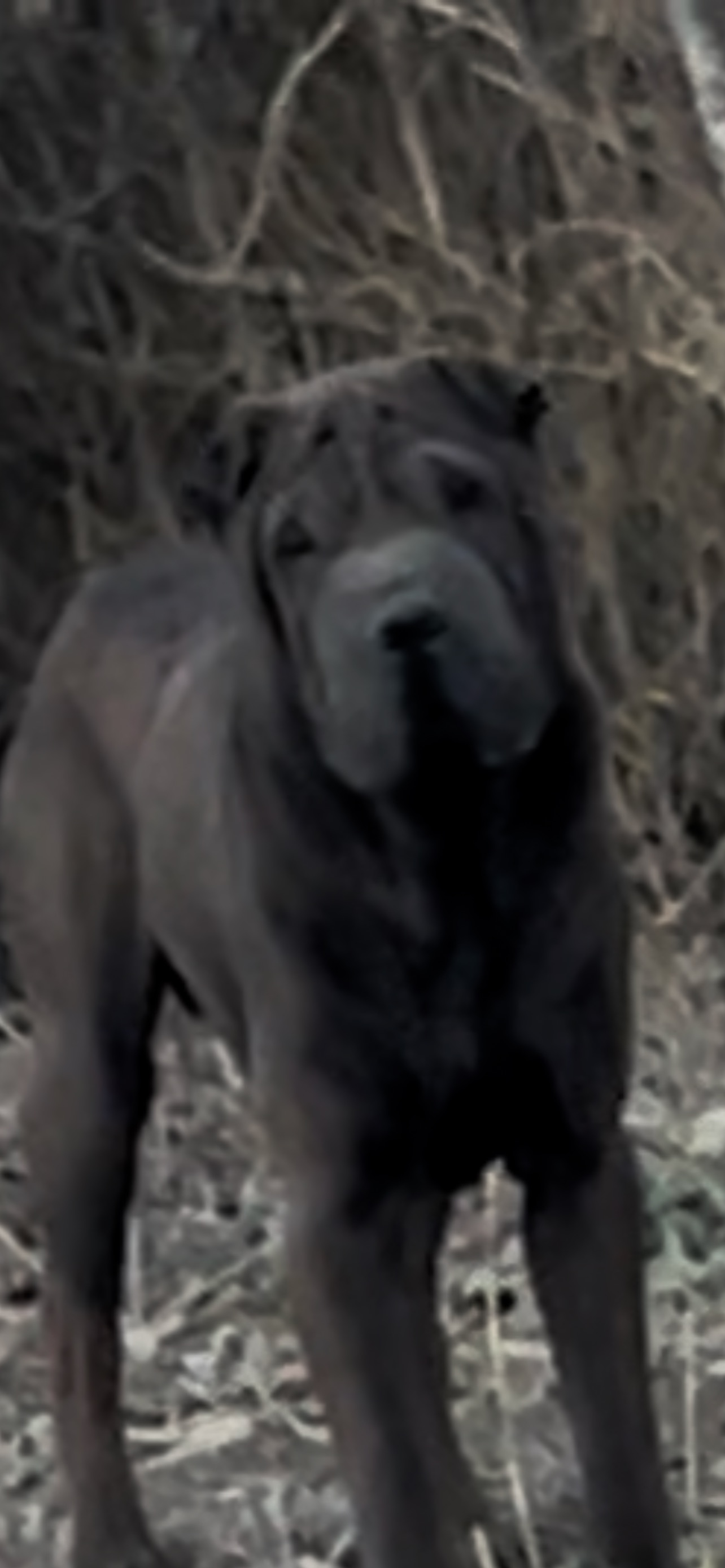 Help Us Find Our Lost Black Dog in SA!