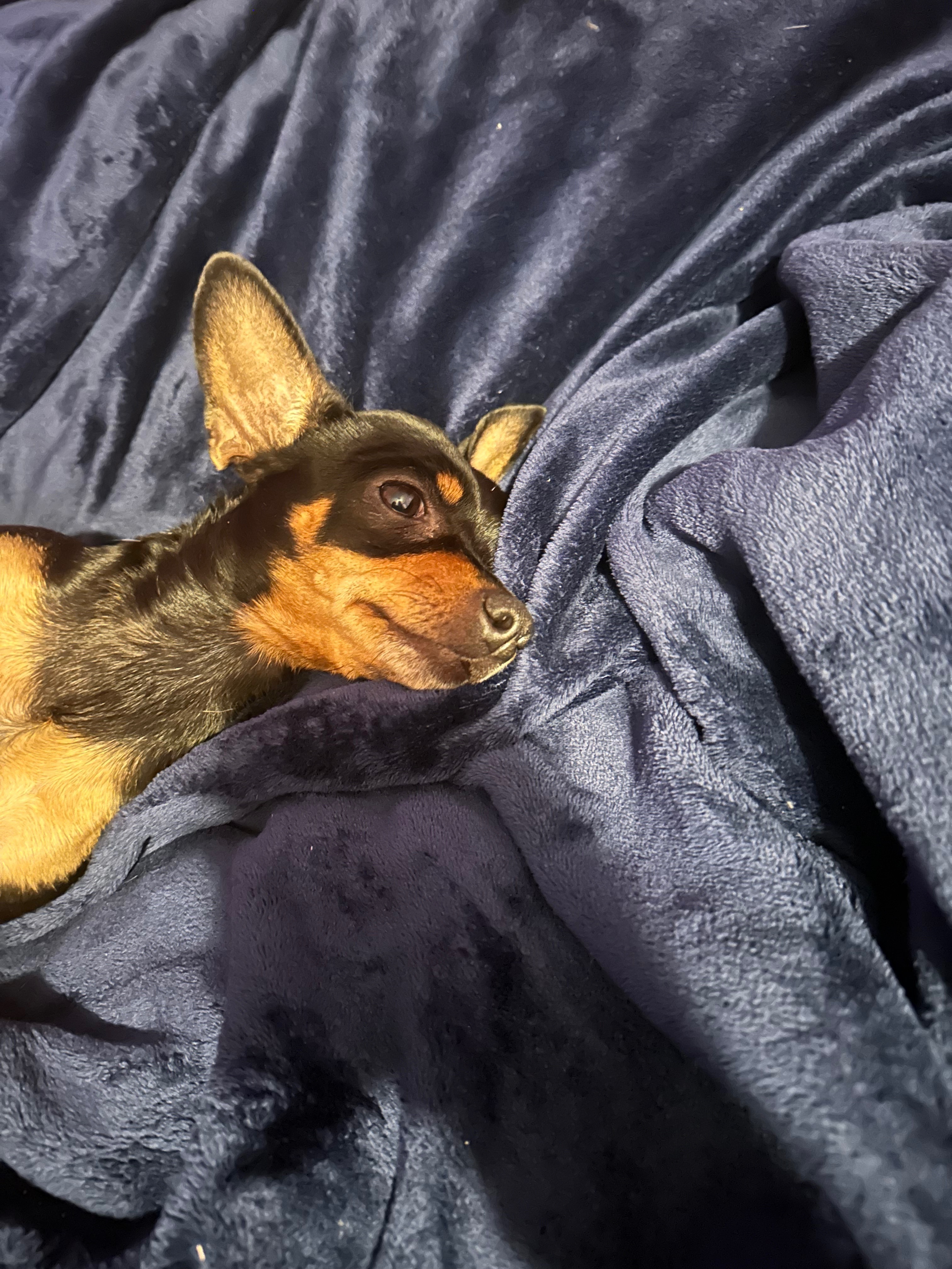 Lost Chihuahua Mix with Large Ears in Mesa