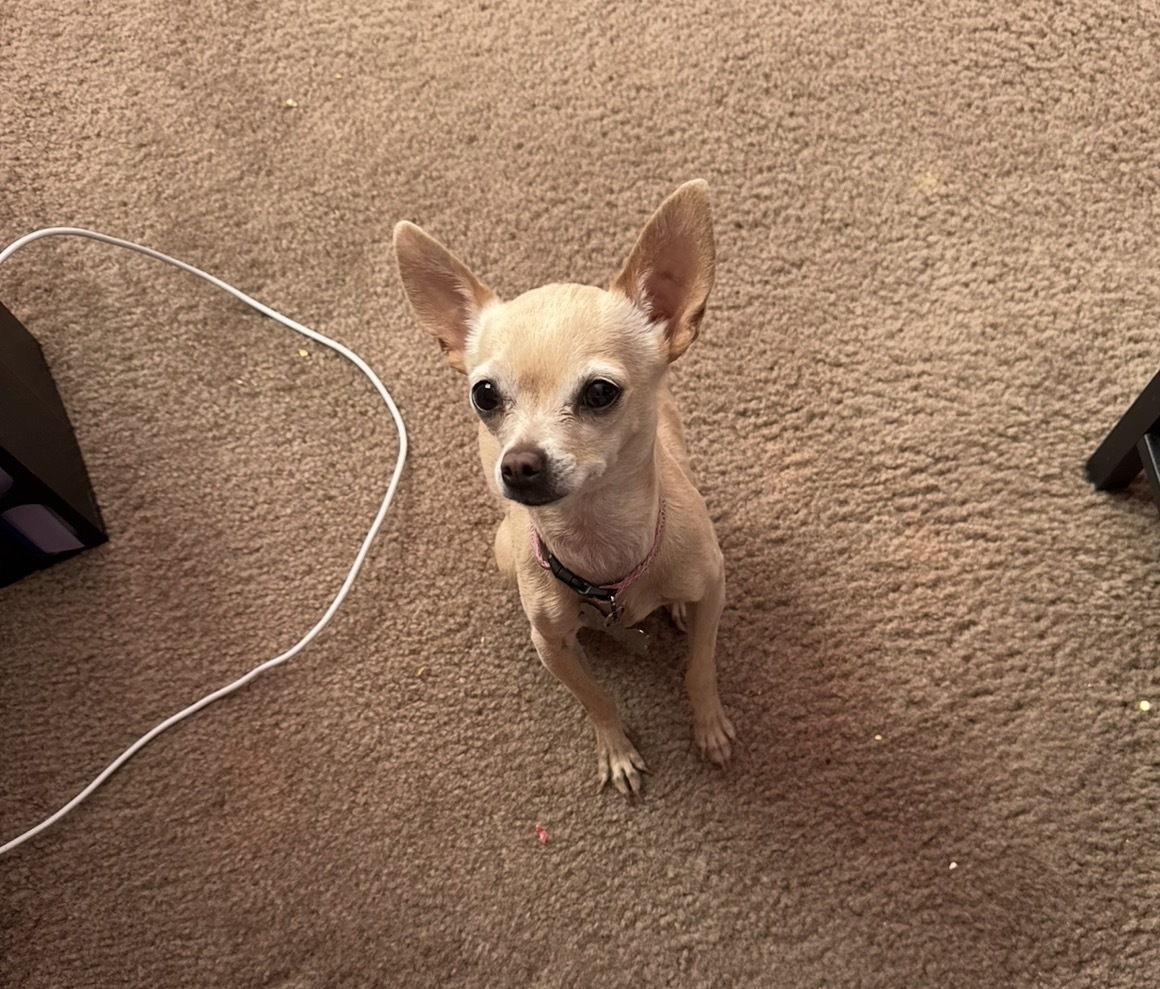 Lost Tiny Tan Dog in Hornsby Bend