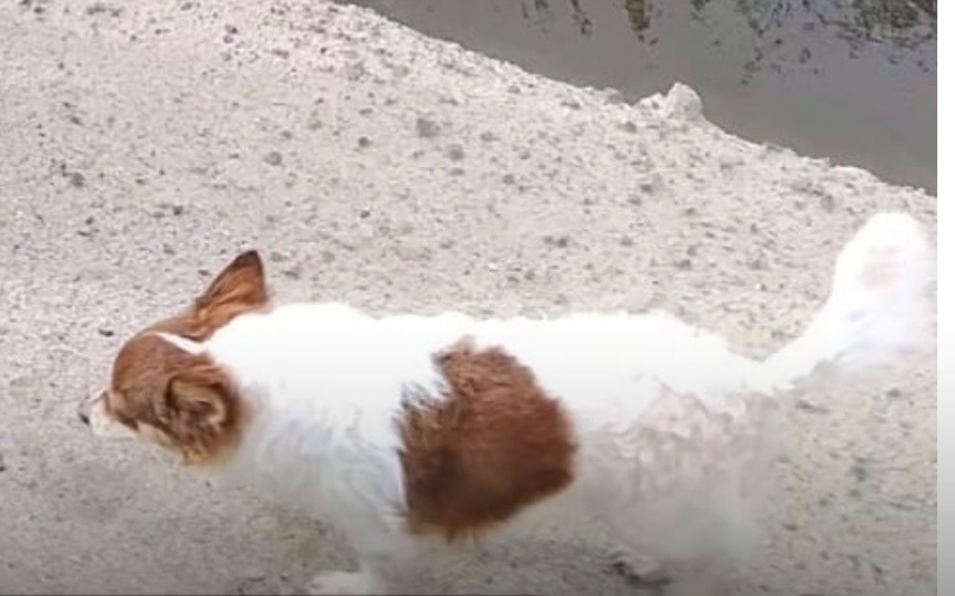 Lost Dog: Friendly, Spotted in Kerman