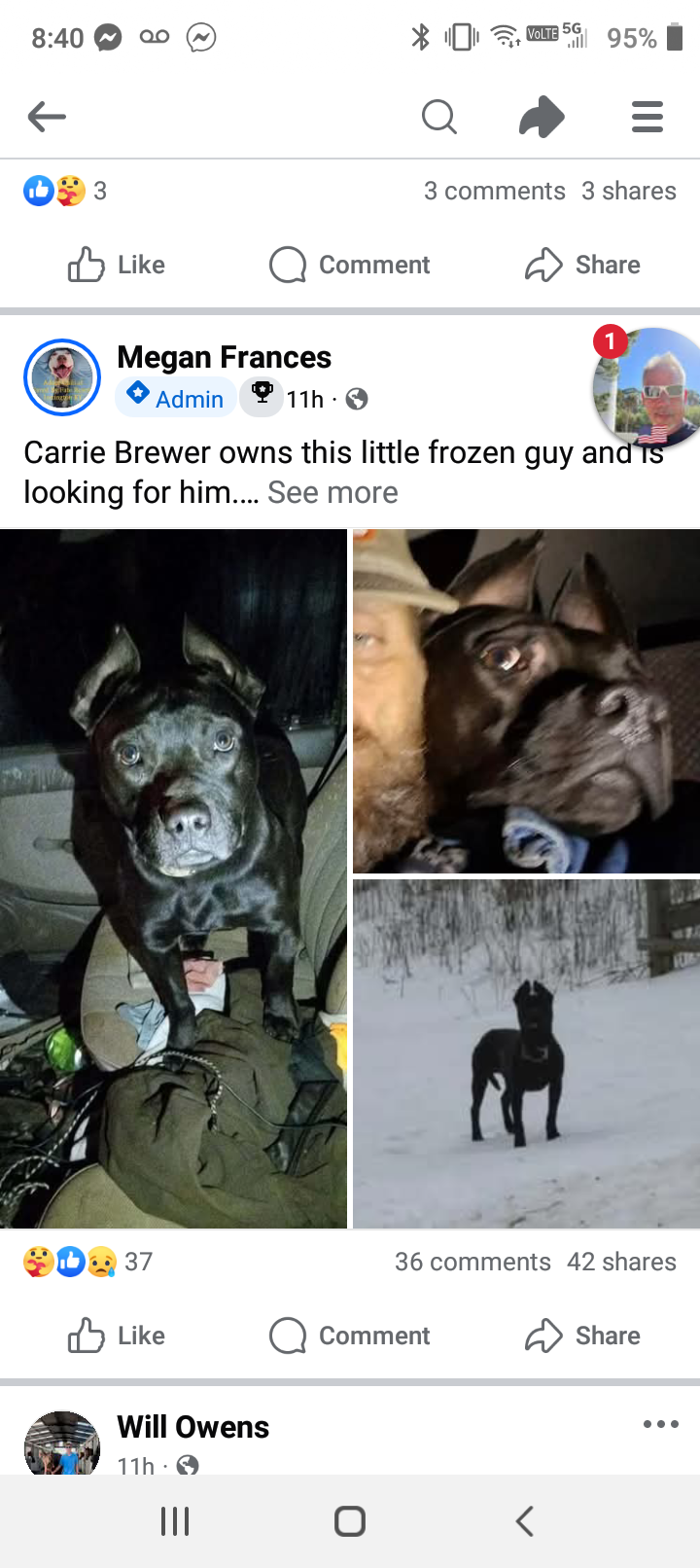 Lost Dog: Justice Awaits a Car Ride!