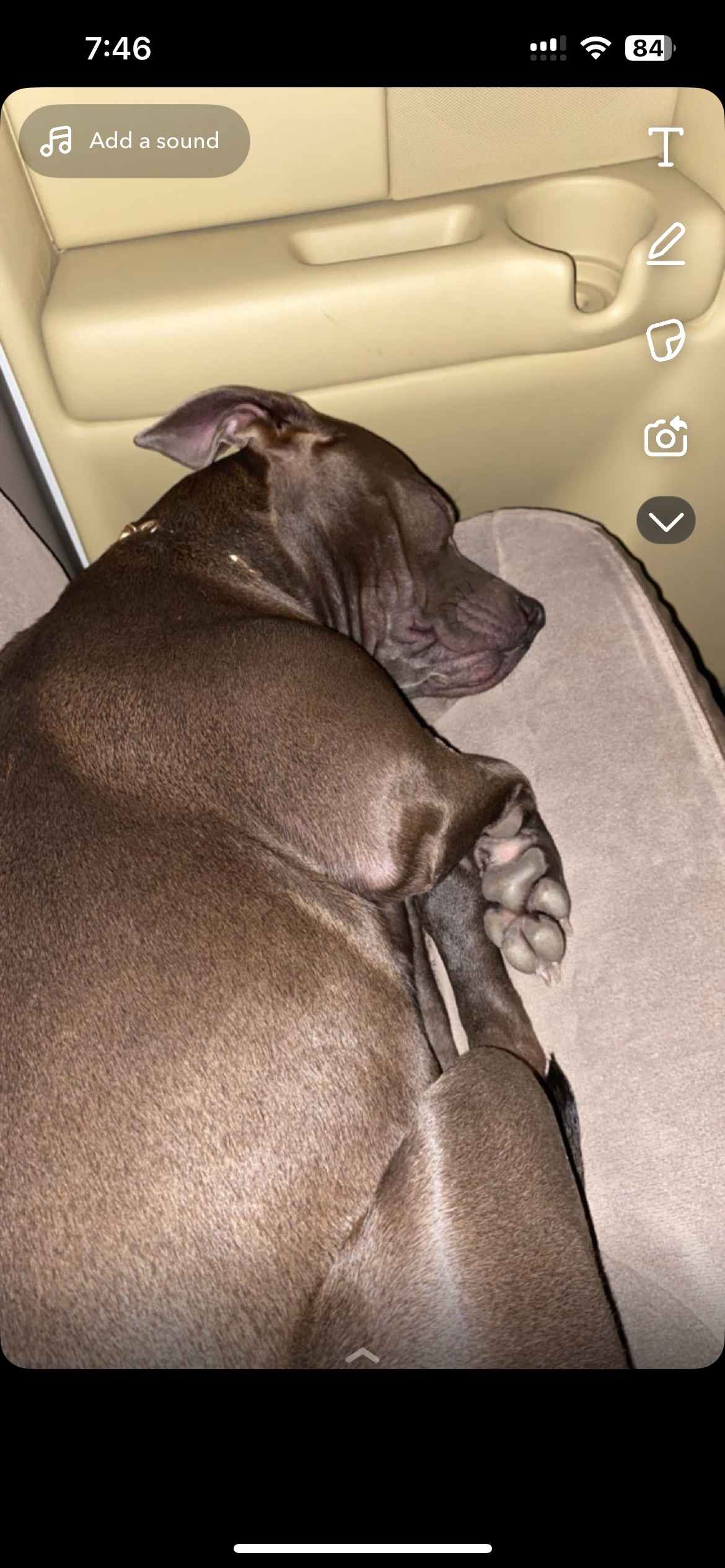 Lost Dog: Jumpy but Harmless in Tulip