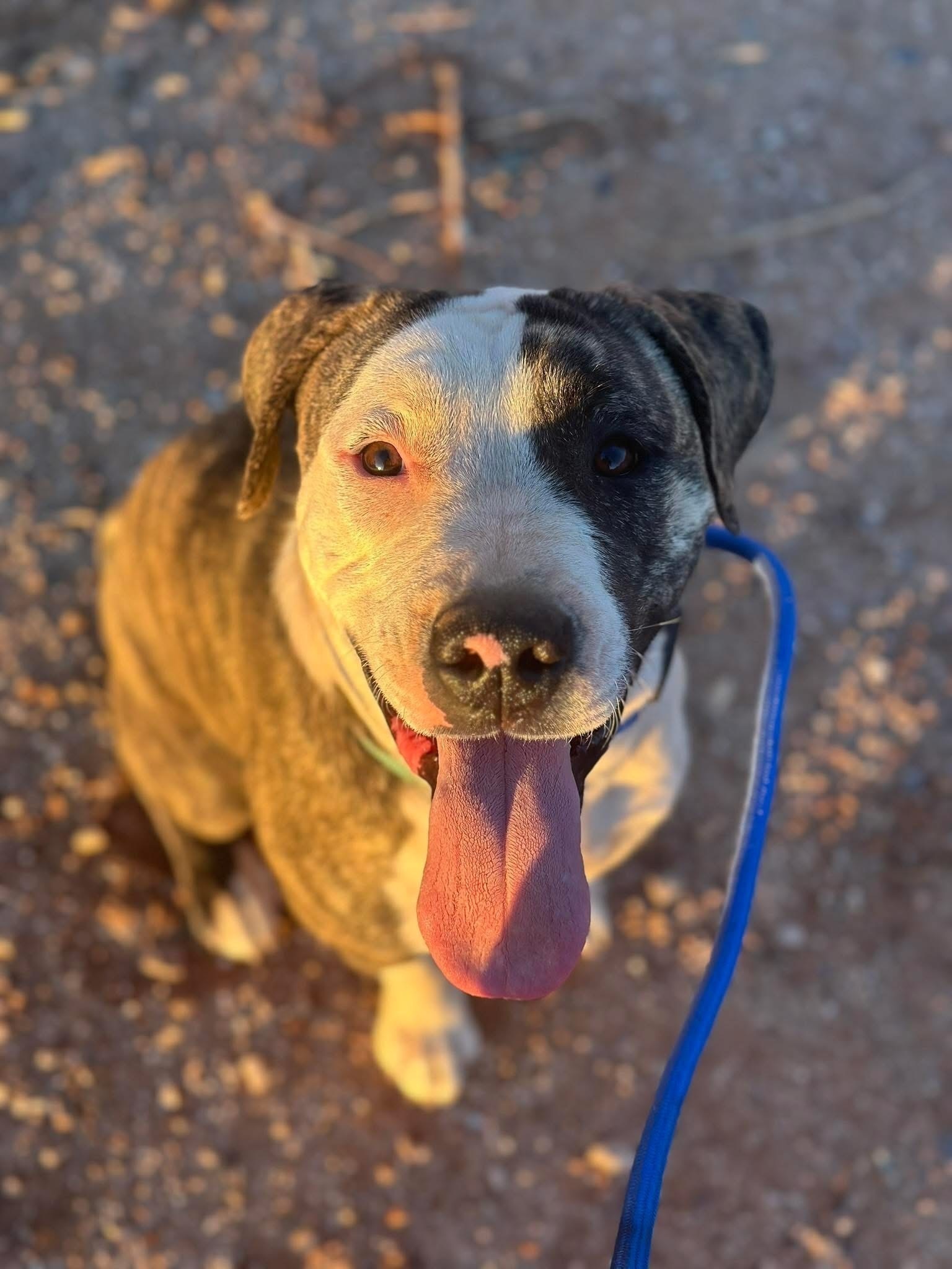 Lost Pit Bull: Patch Needs Your Help!