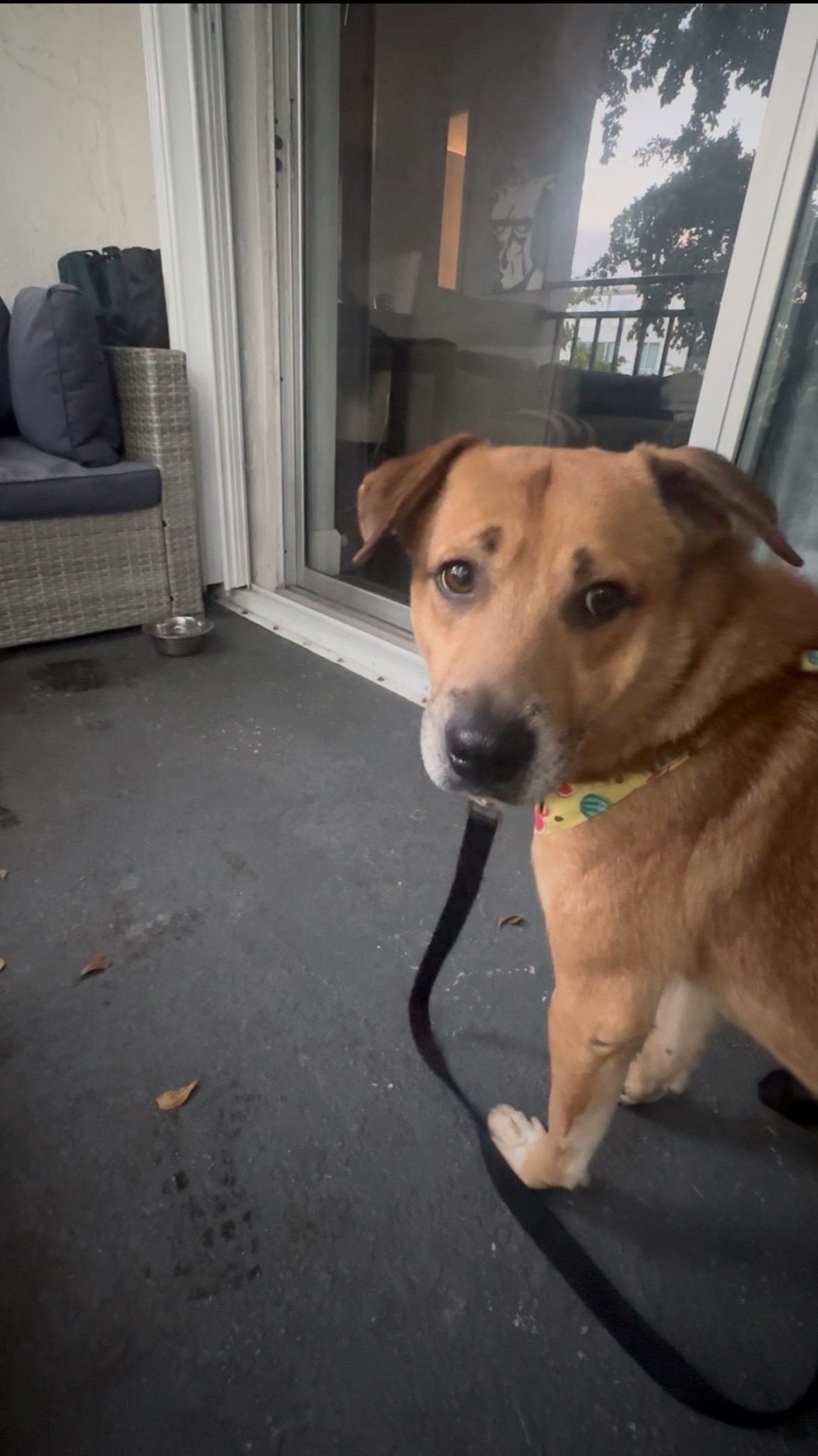 Lost Dog: Shy, Friendly, Blue Harness