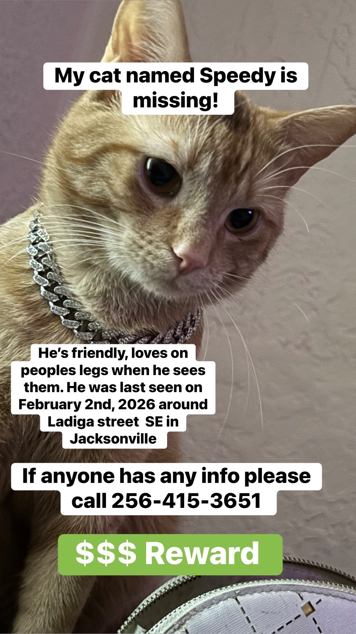Friendly Cat Lost on Ladiga Street