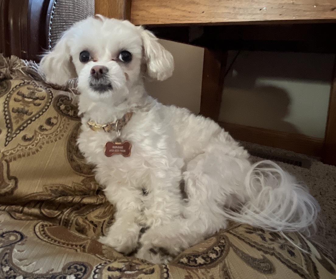 Lost White Maltese on Nacogdoches Rd