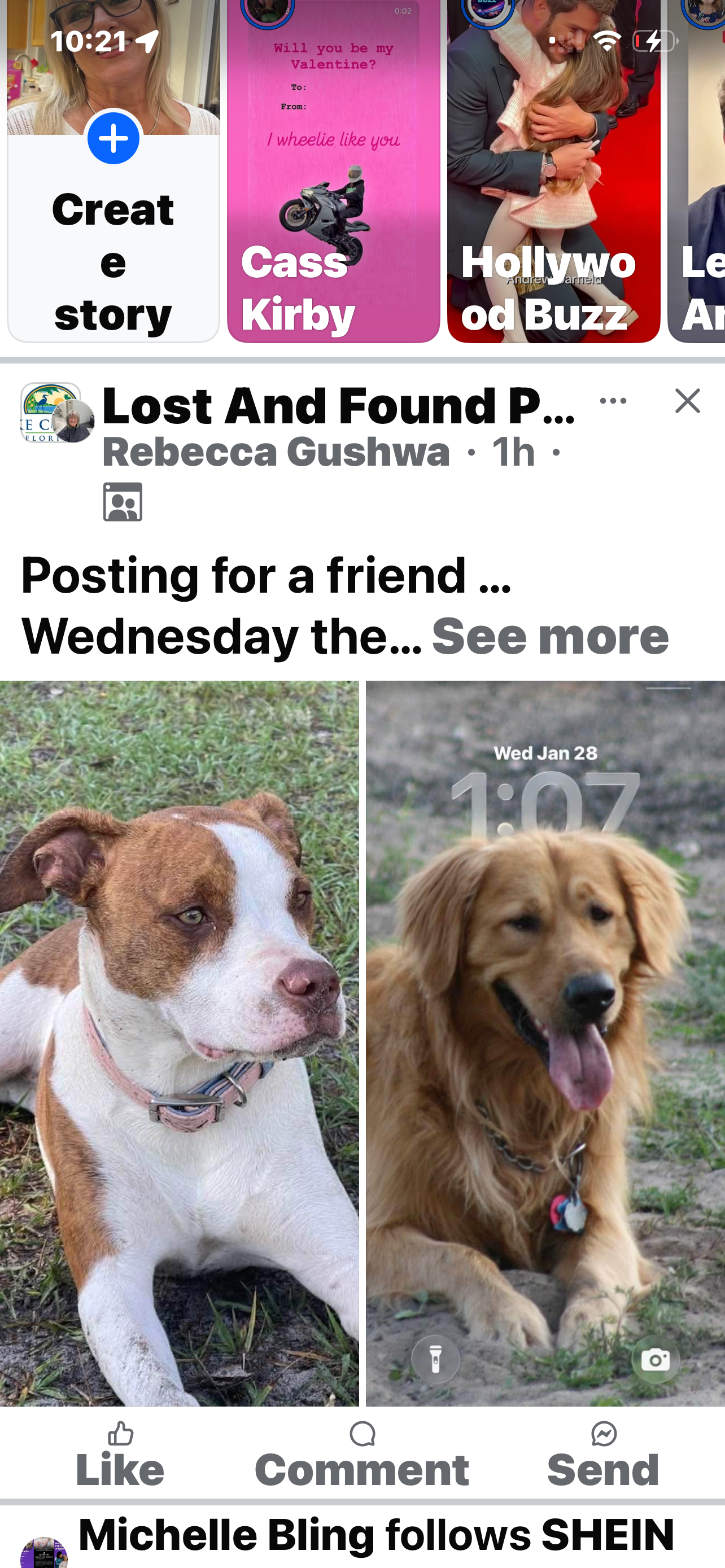 Lost Dogs: Reyna & Wednesday in Clermont