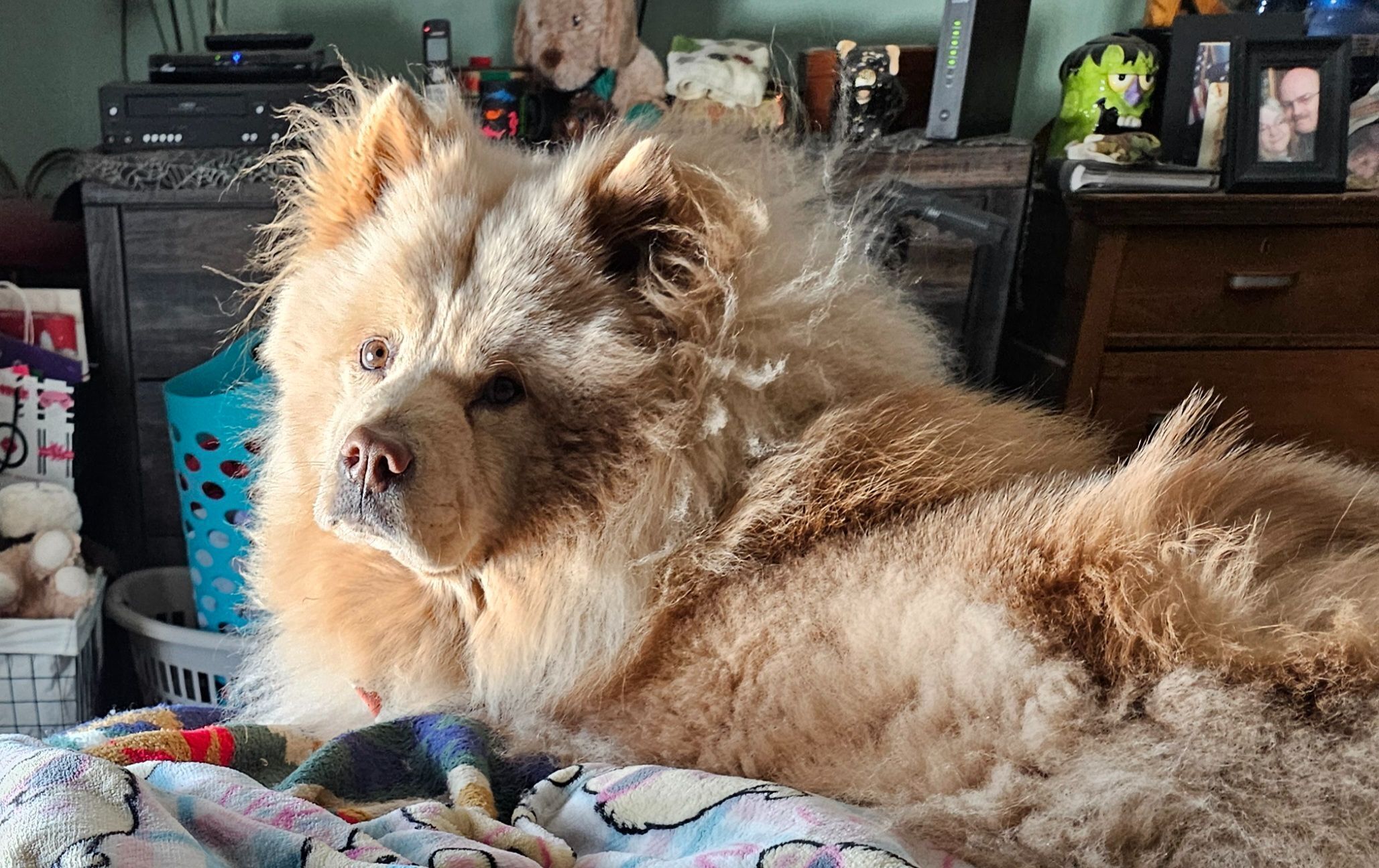 Lost Cream Chow Jello on Enid Trail
